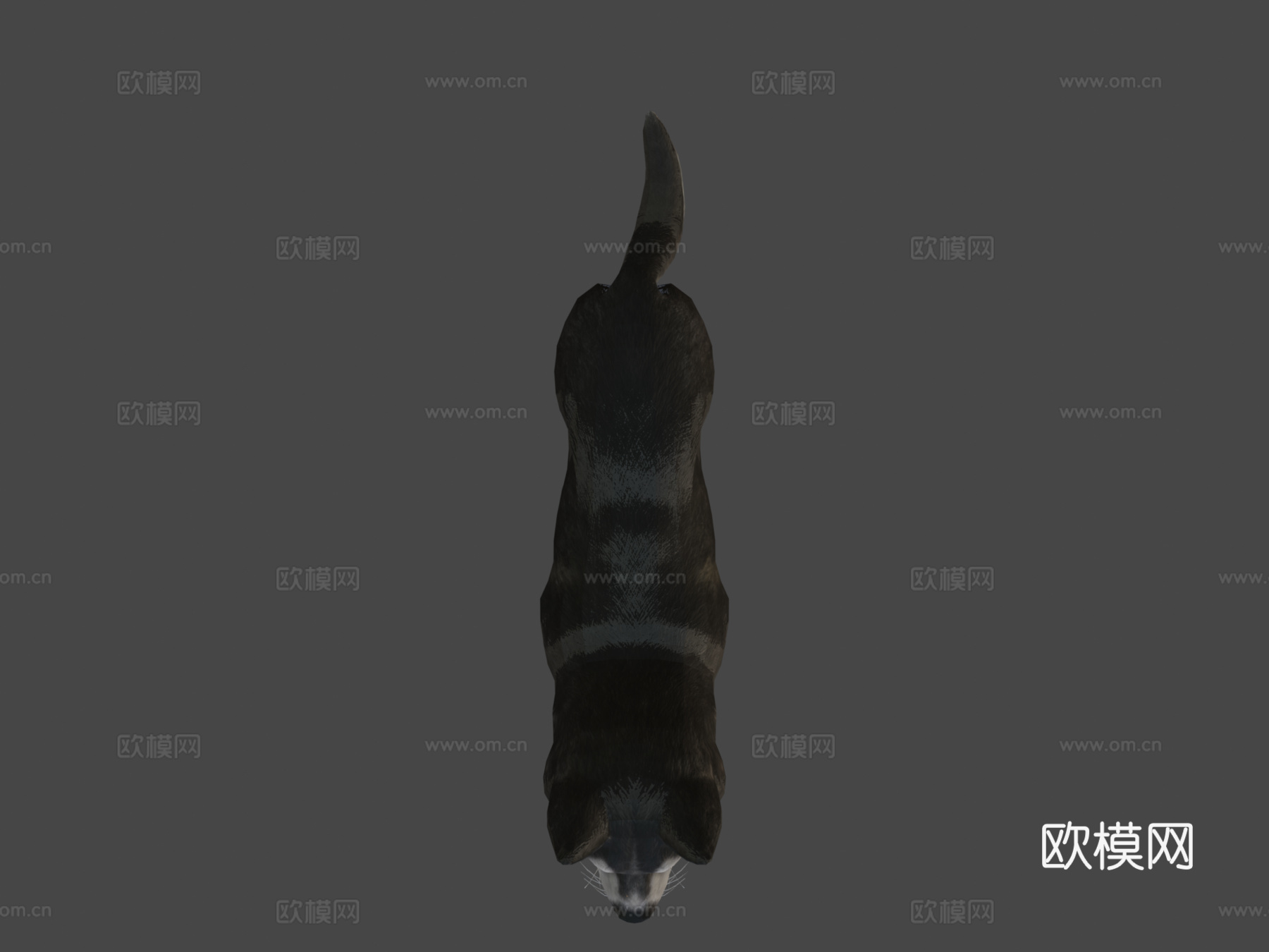 狗-哈士奇3d模型