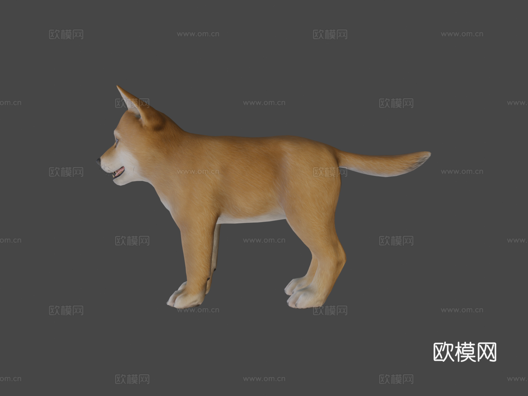 小狗-柴犬3d模型