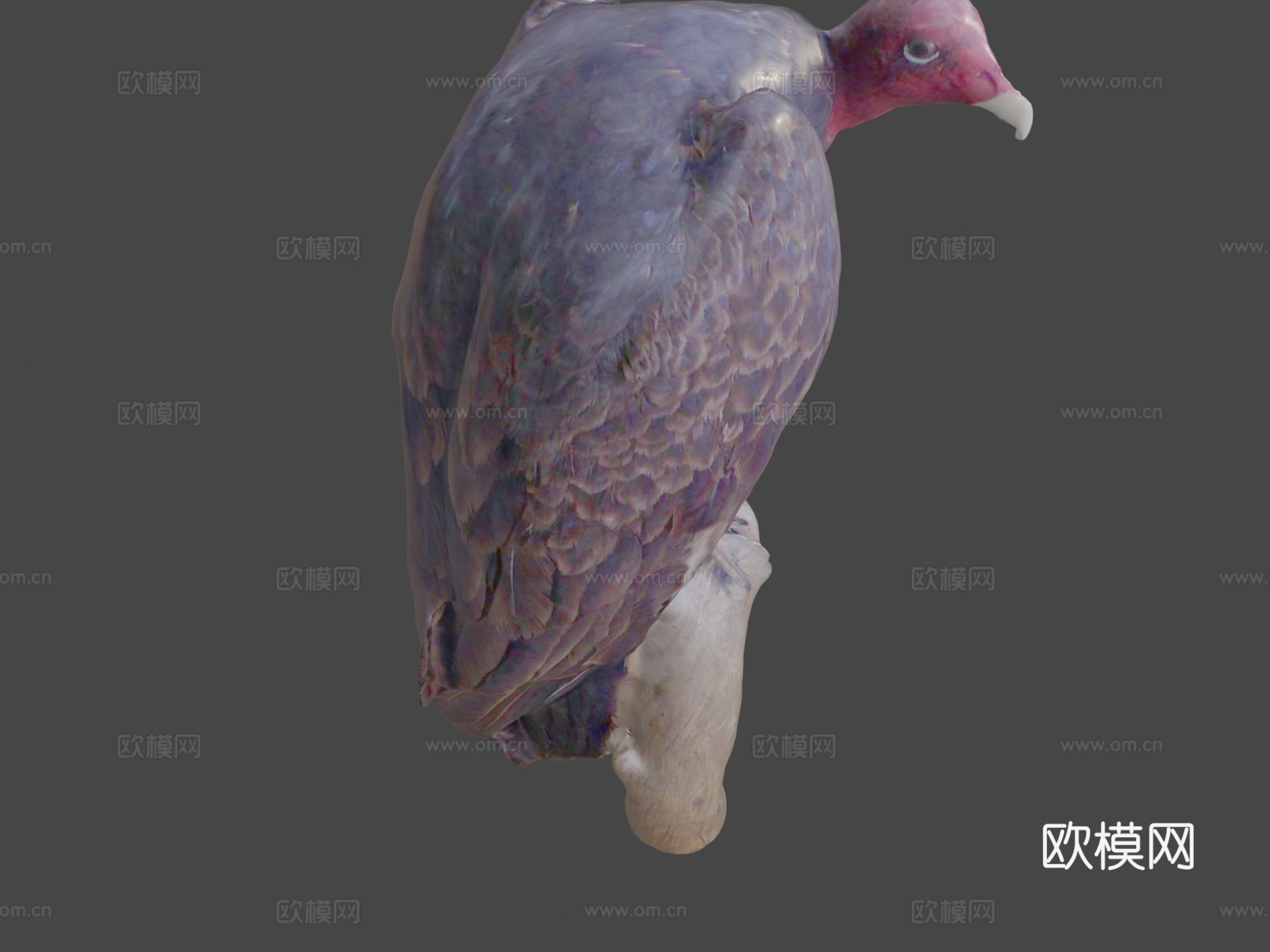 红头美洲鹫3d模型