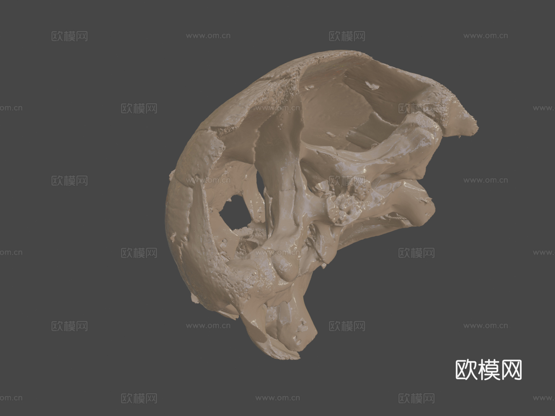 革龟头骨3d模型