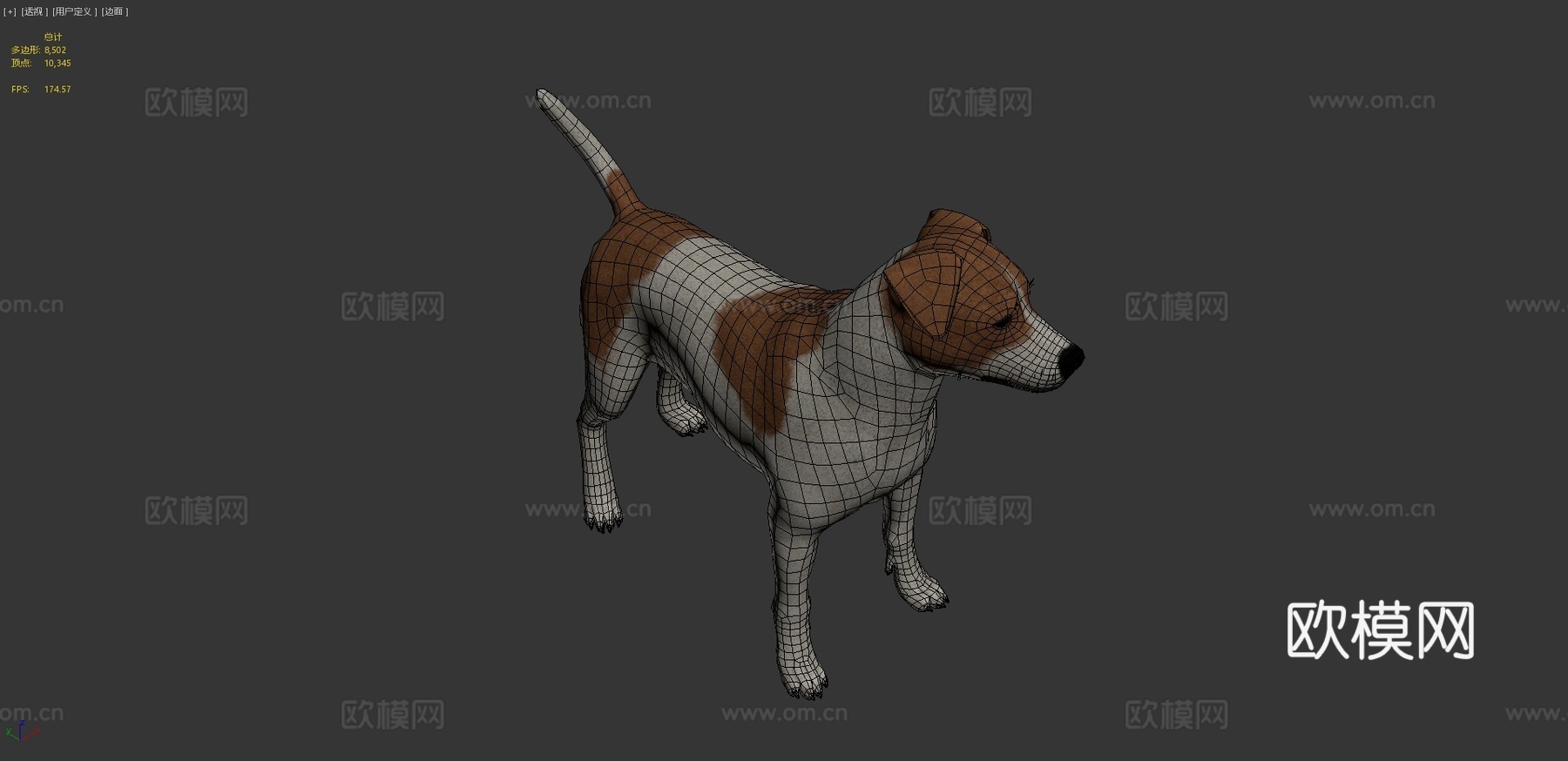 杰克罗素梗3d模型