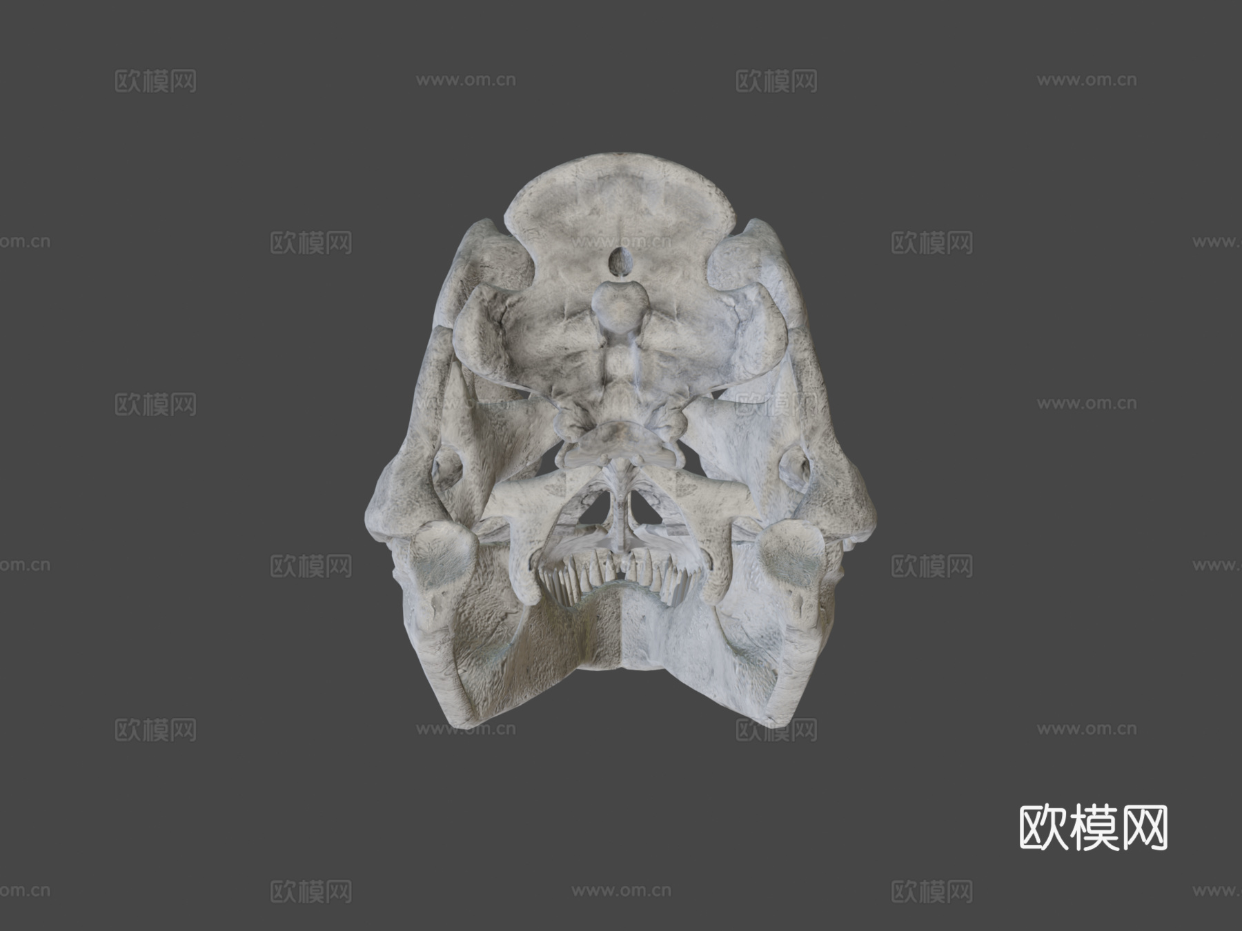 又一个霸王龙头骨3d模型