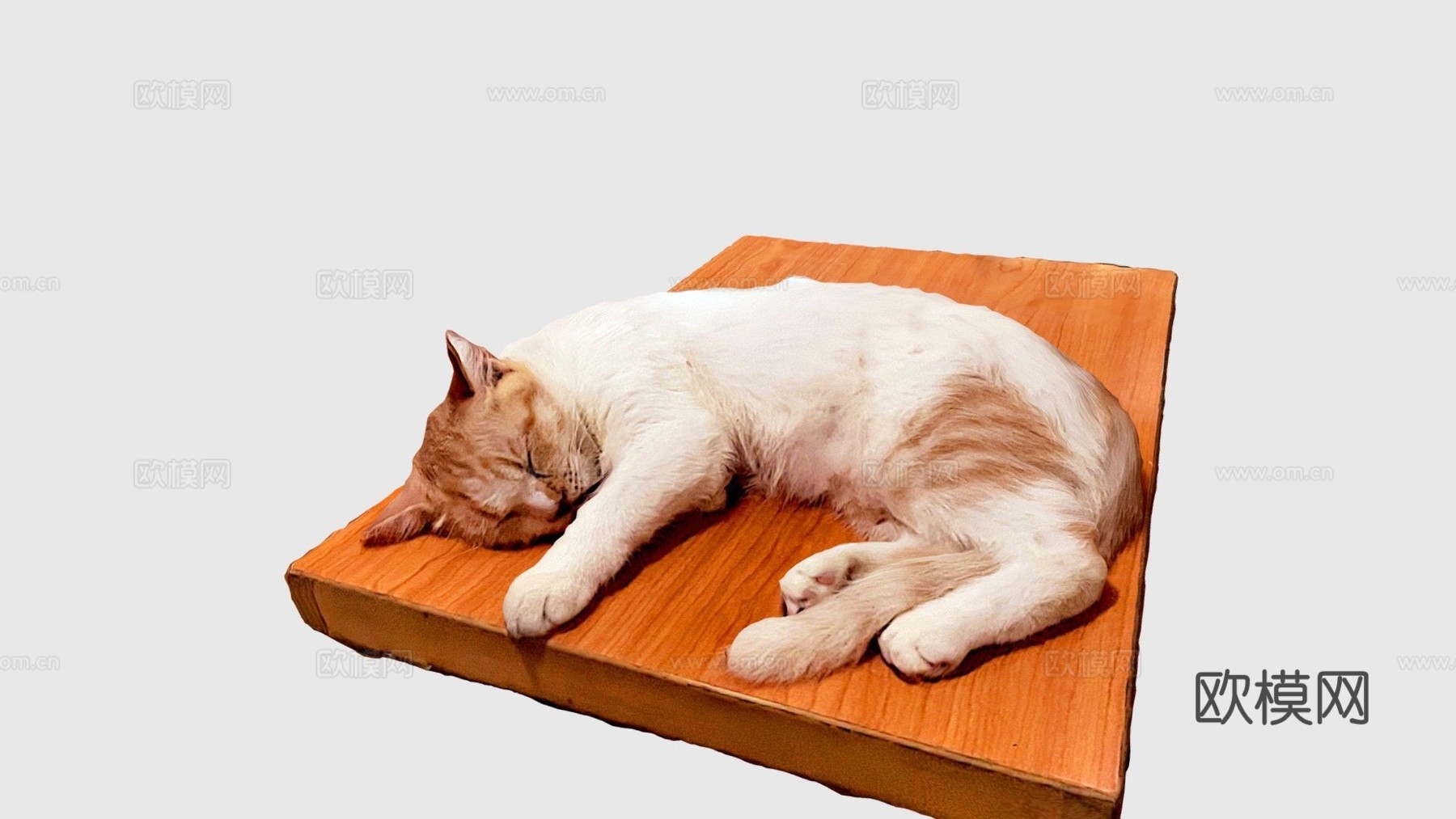 猫咪比比3d模型