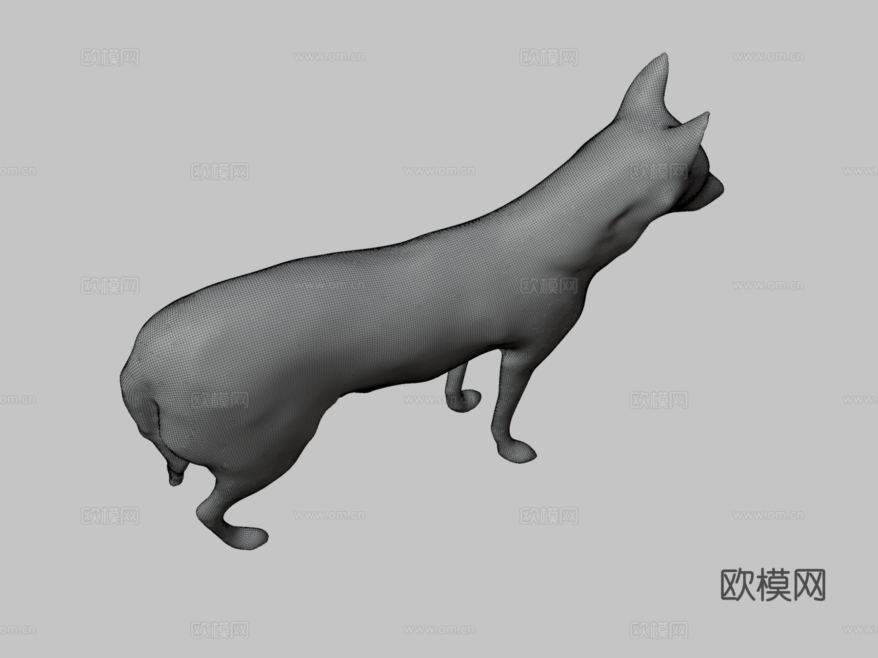 狼与豺杂交种-狼豺混血3d模型