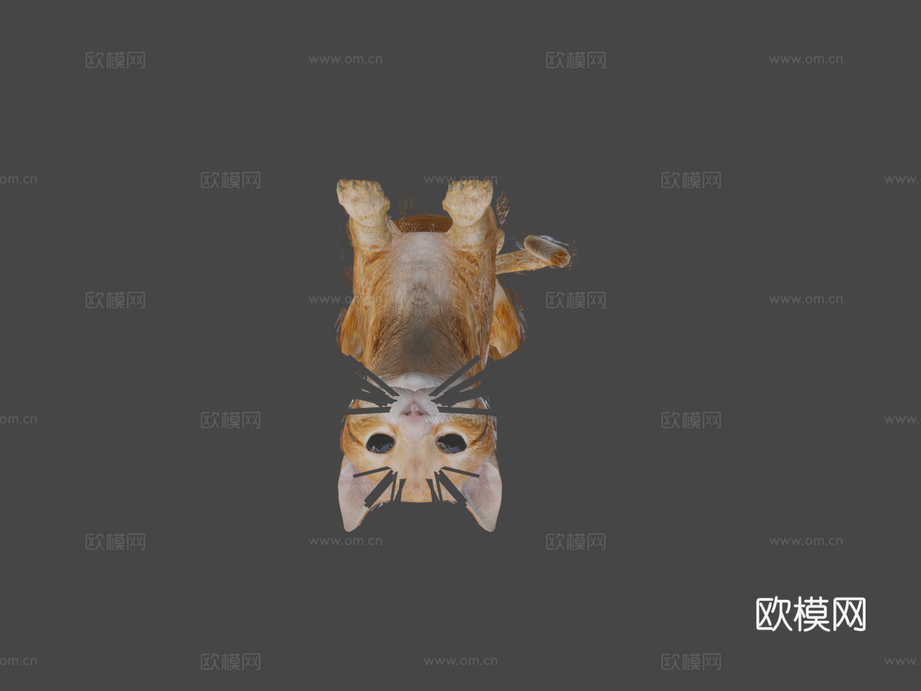 橙色动画猫3d模型