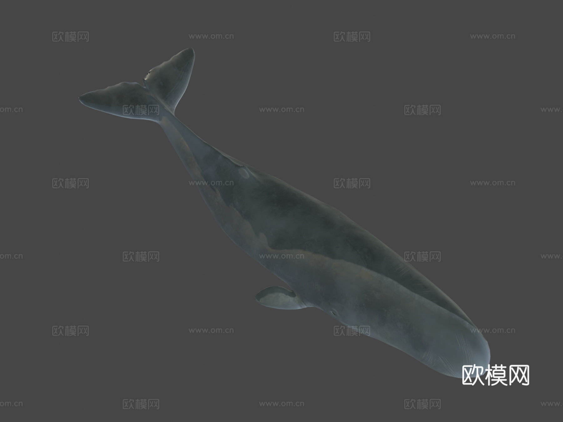 抹香鲸3d模型