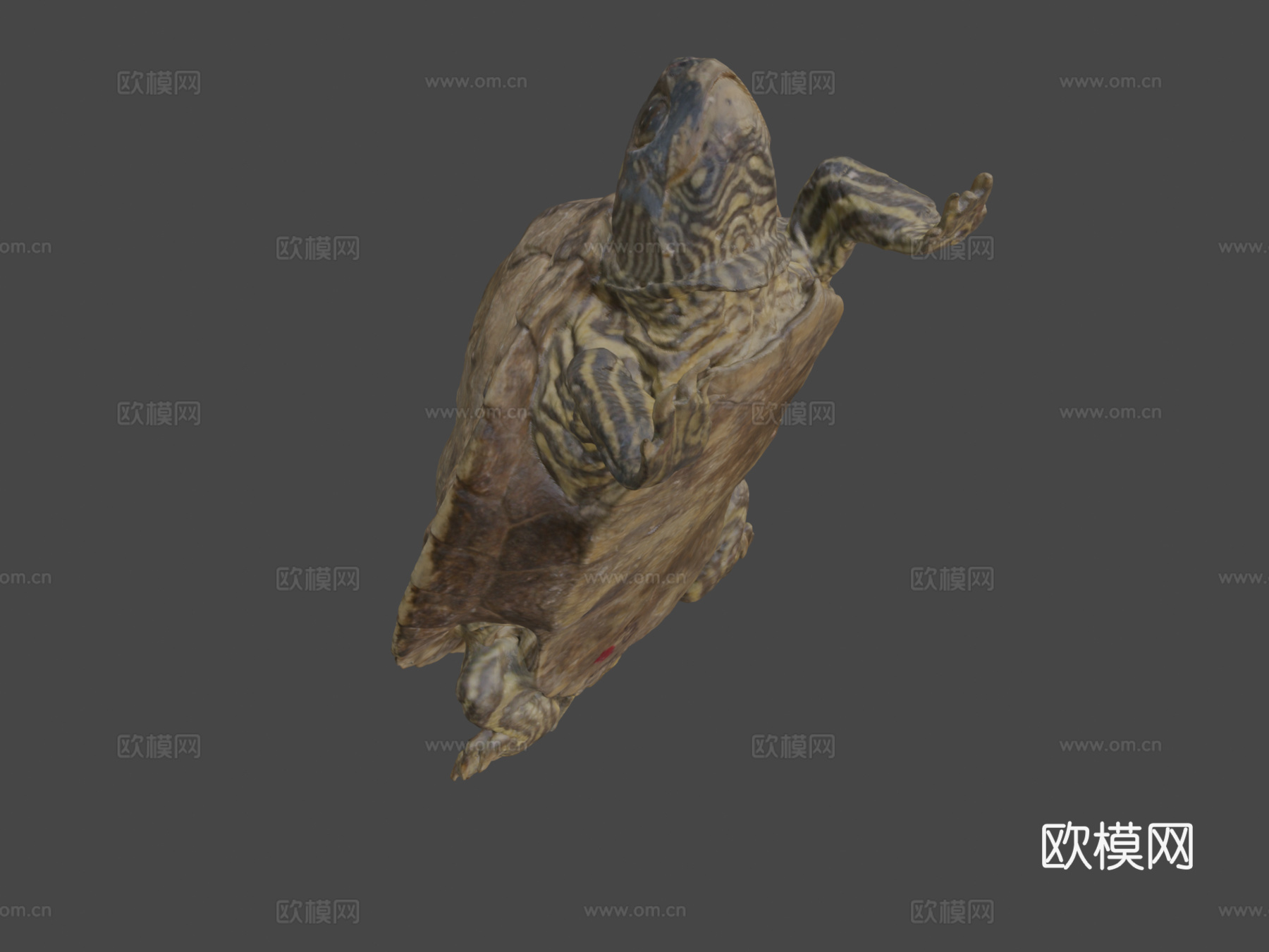 地图龟3d模型