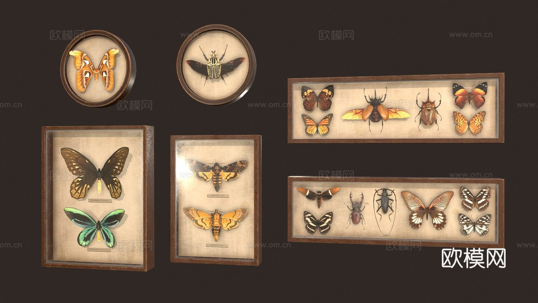 昆虫学图片3d模型