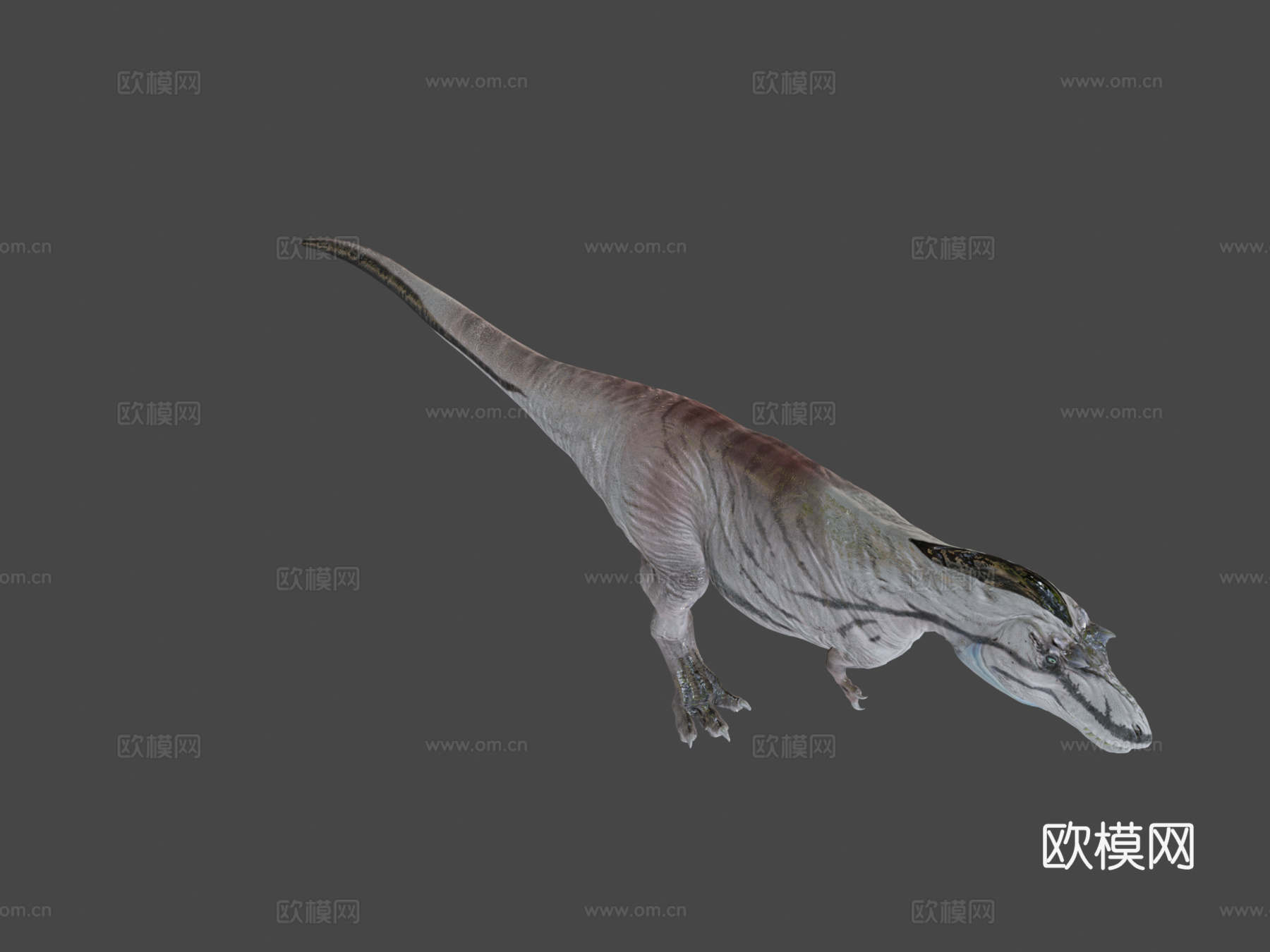 阿尔伯塔龙3d模型