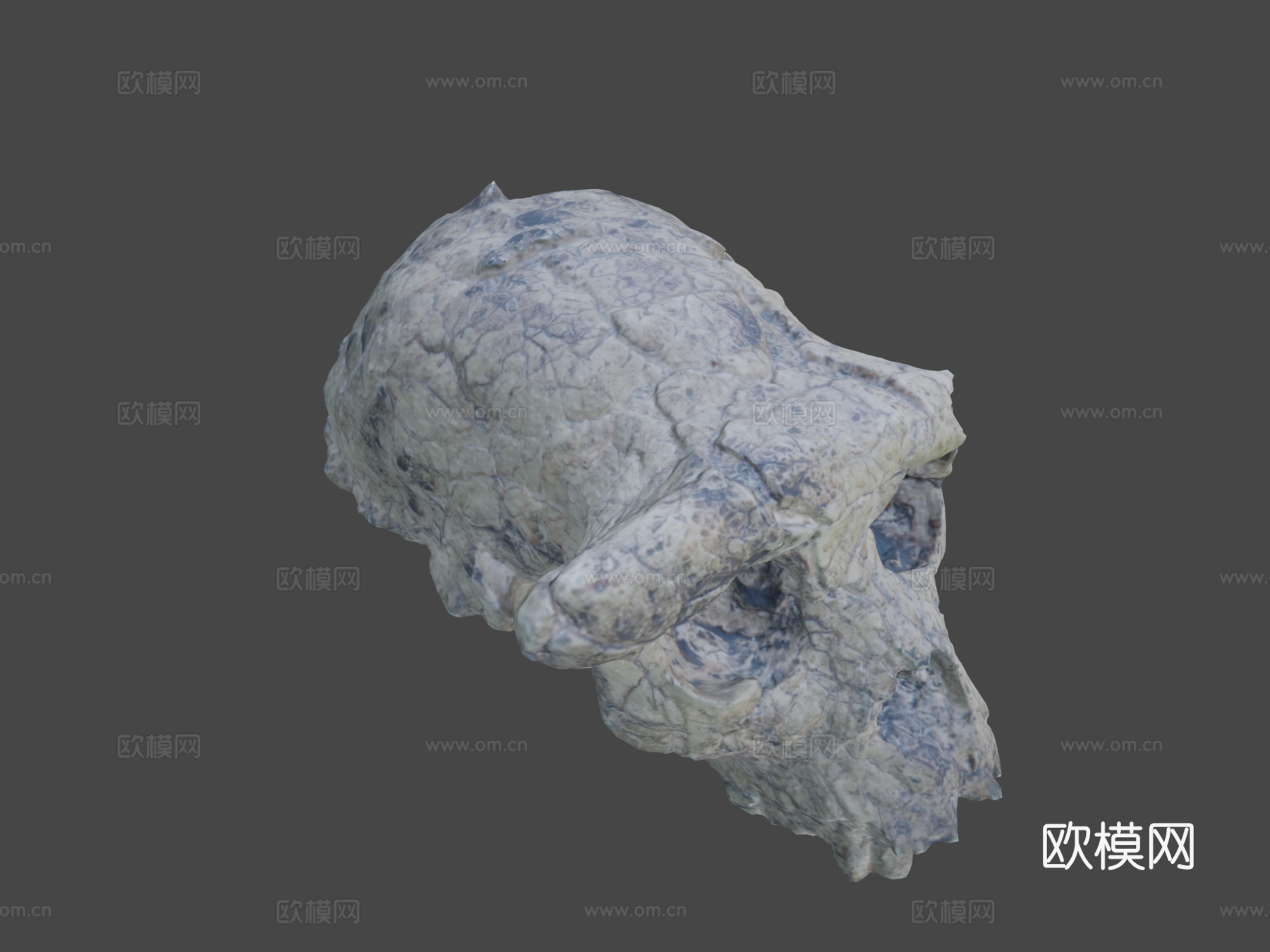 乍得沙赫人-头骨化石3d模型