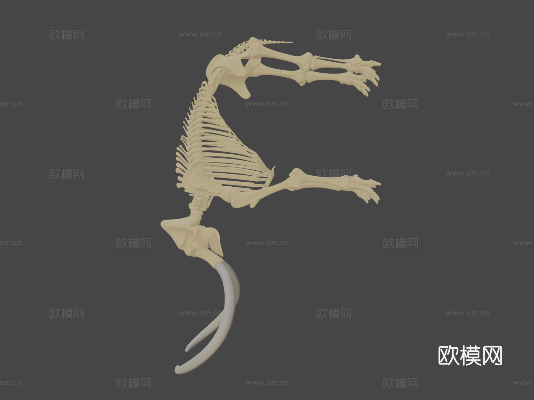 猛犸象骨架3d模型