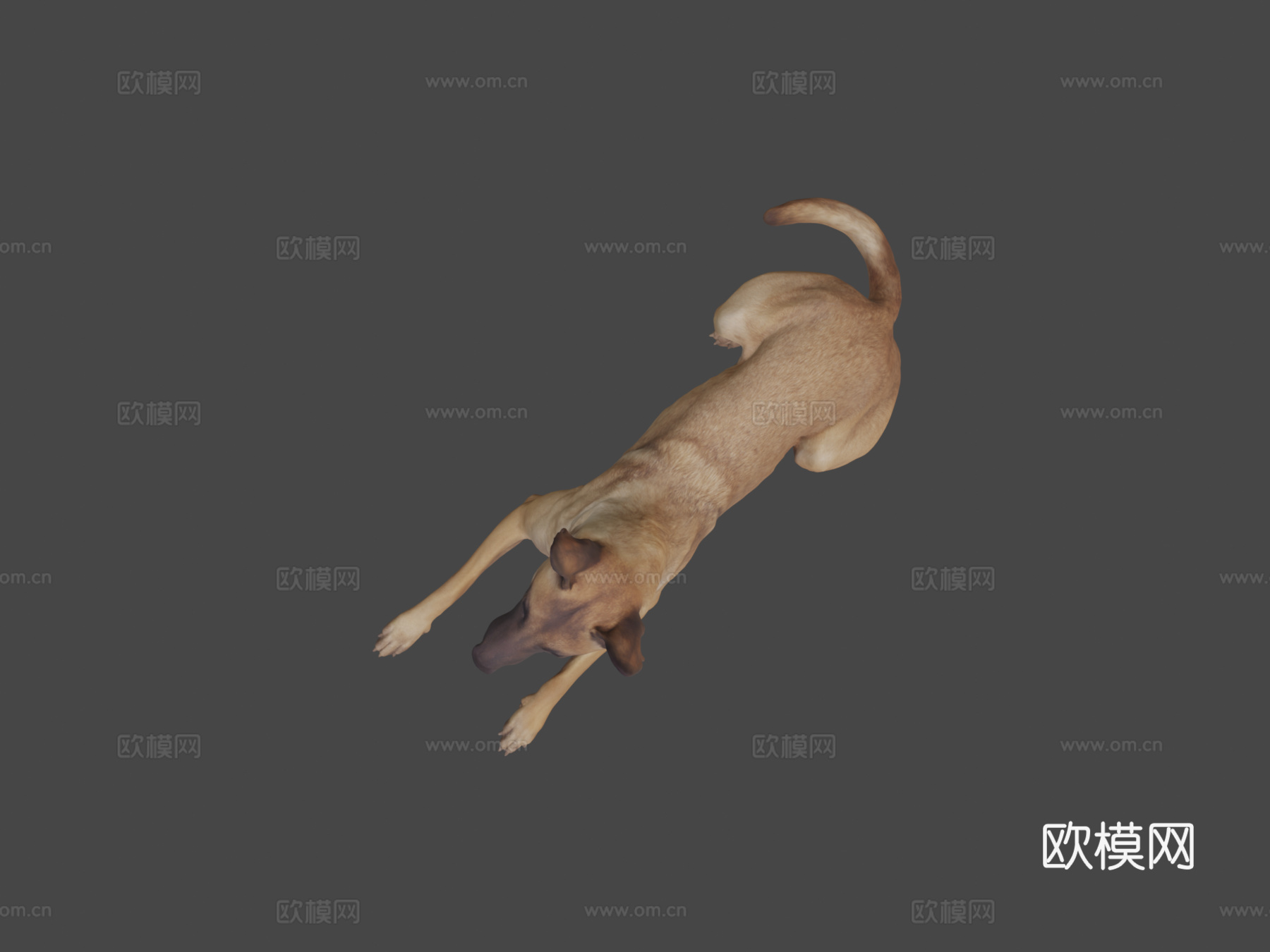 比利时玛利诺犬3d模型