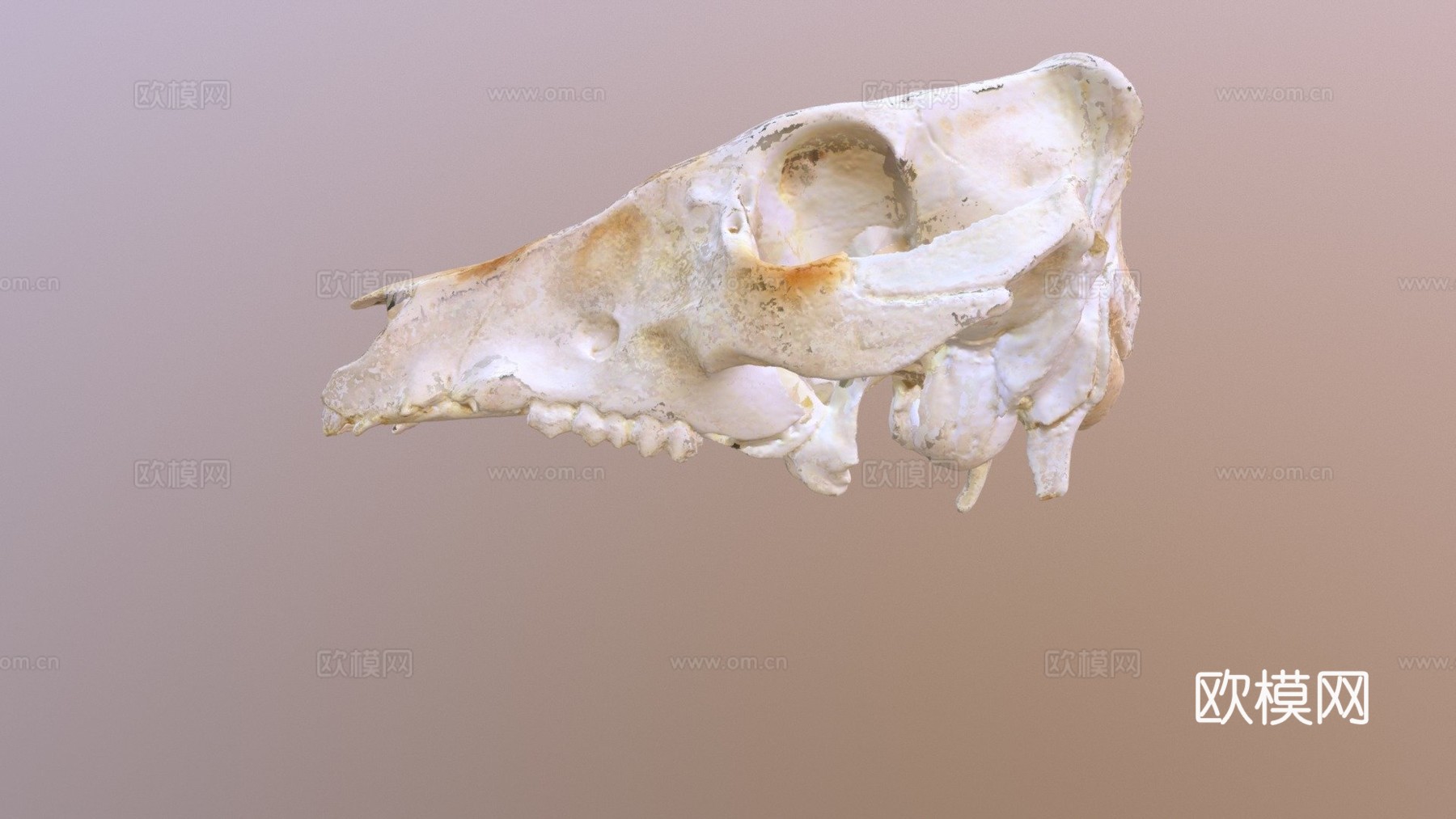 猪头骨3d模型
