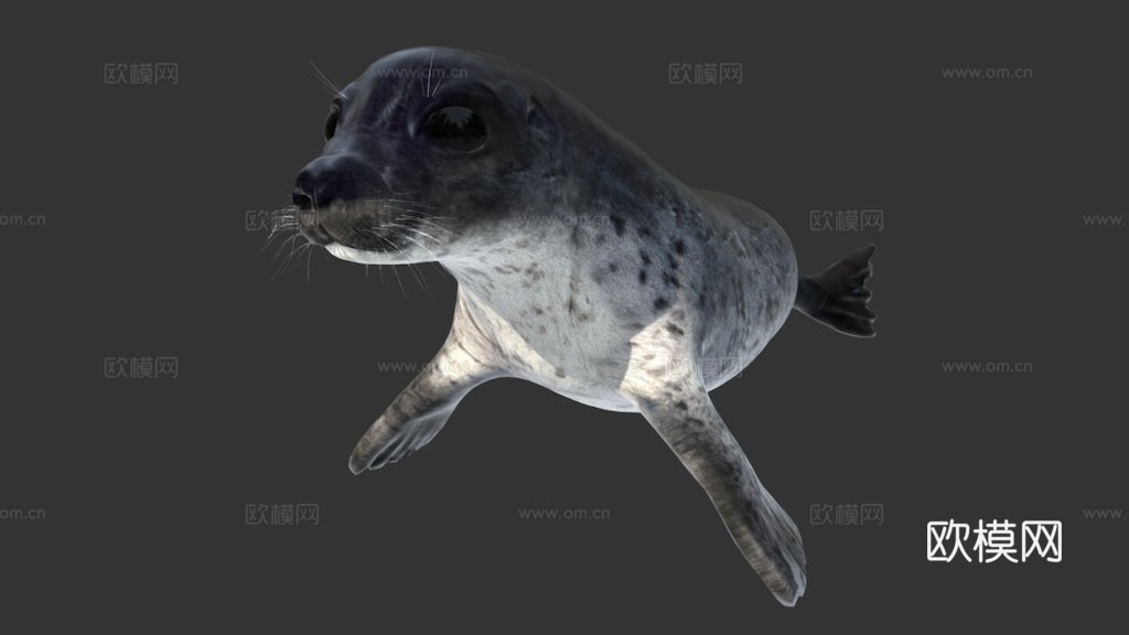 普通海豹3d模型