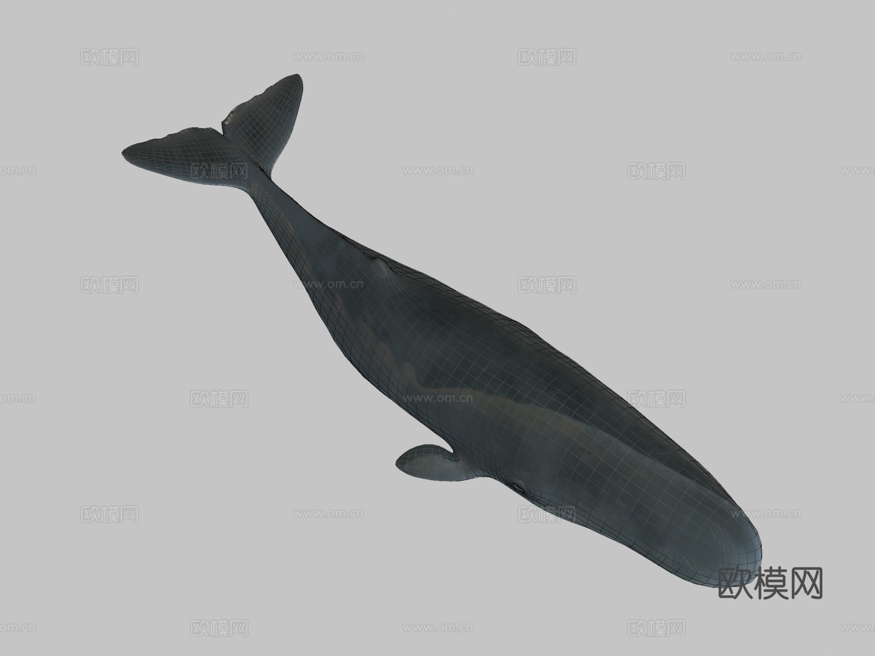 抹香鲸3d模型