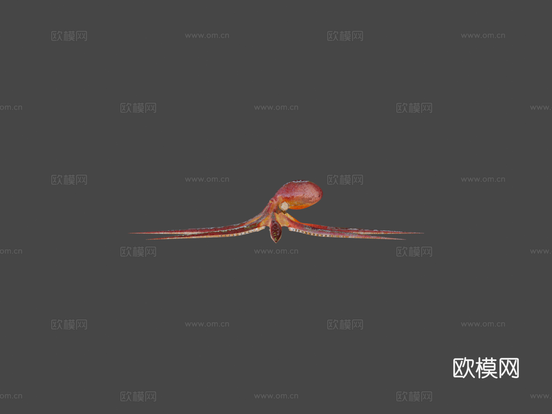 太平洋章鱼动画3d模型