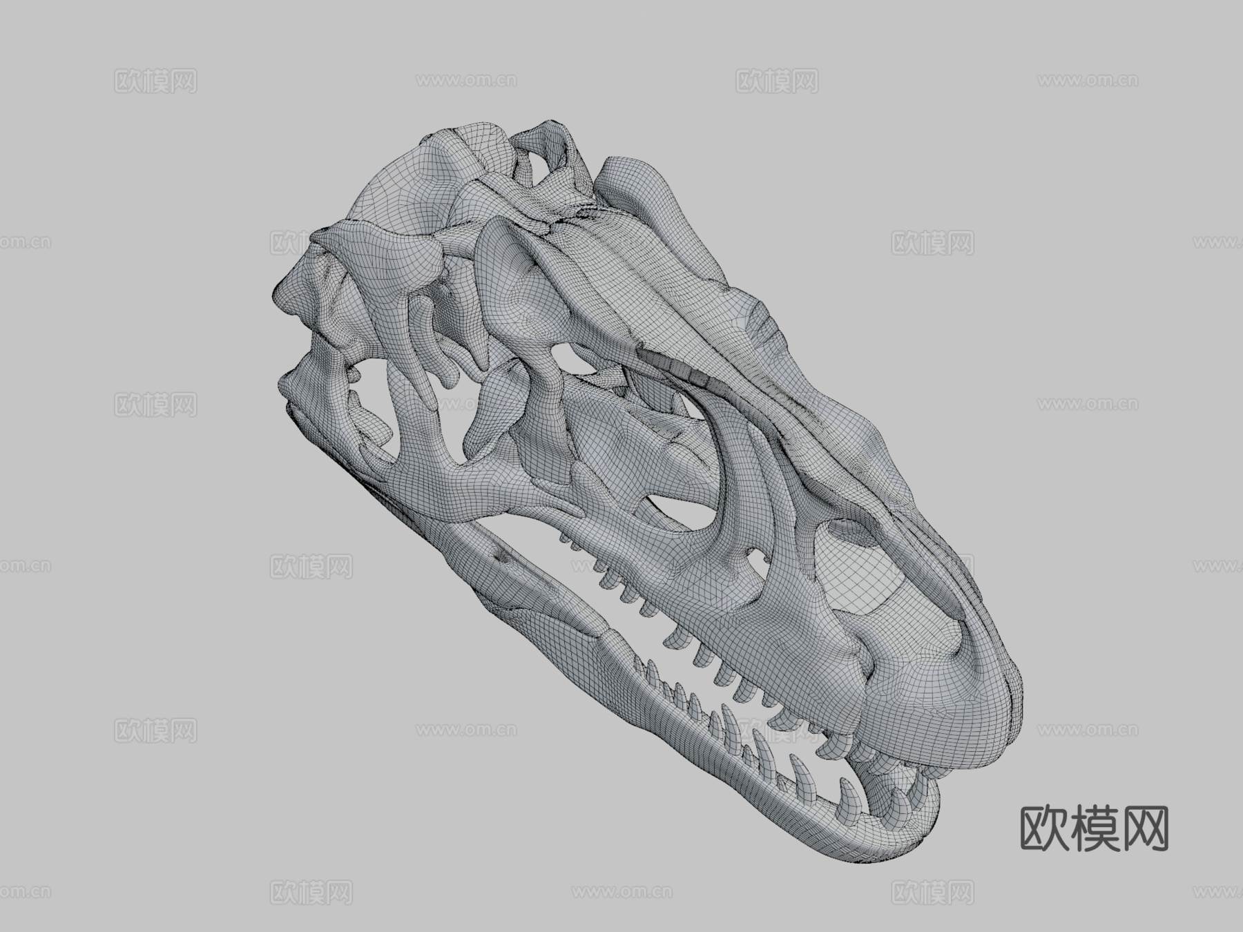 脆弱异特龙头骨3d模型