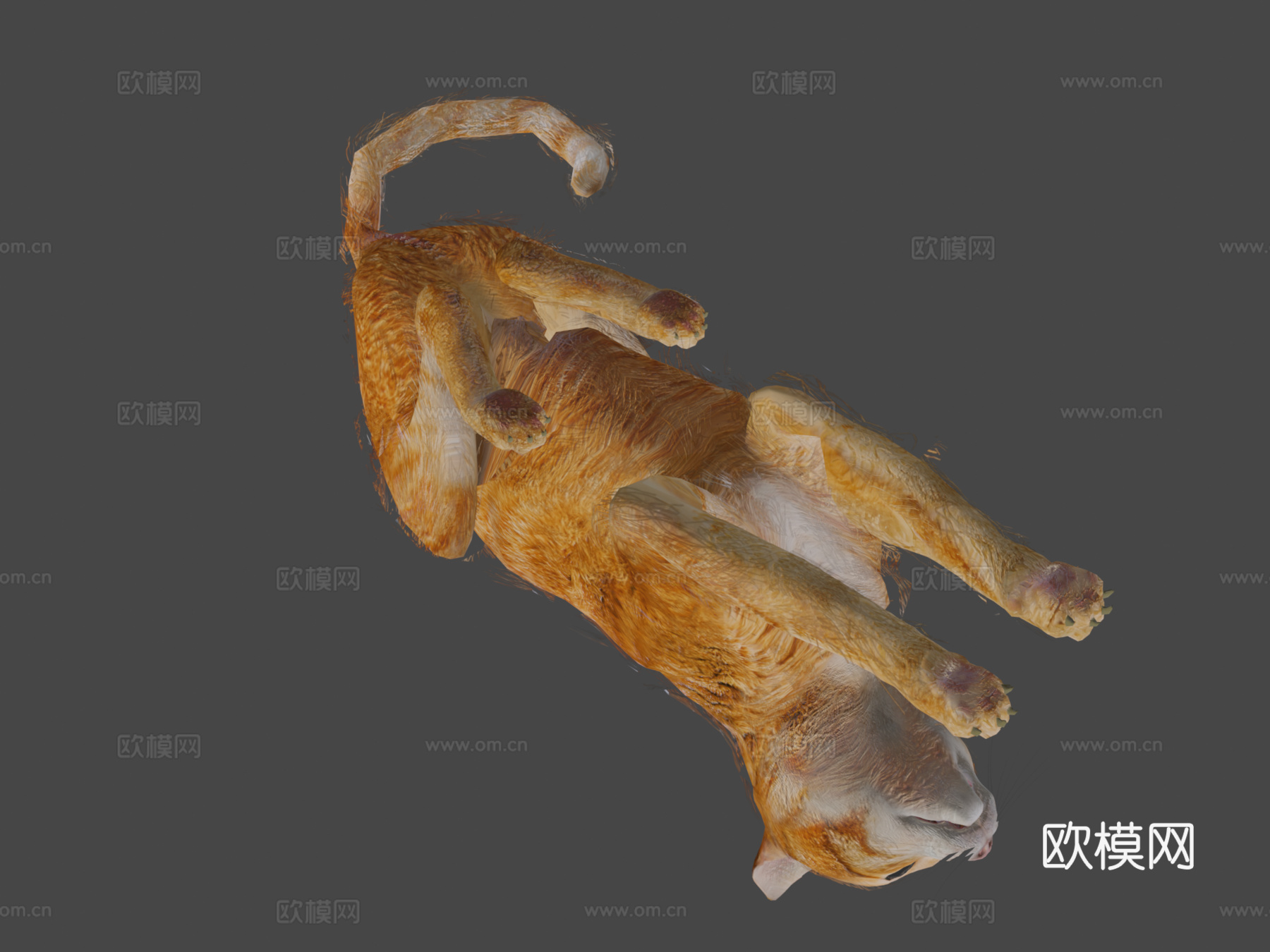 橙色动画猫3d模型