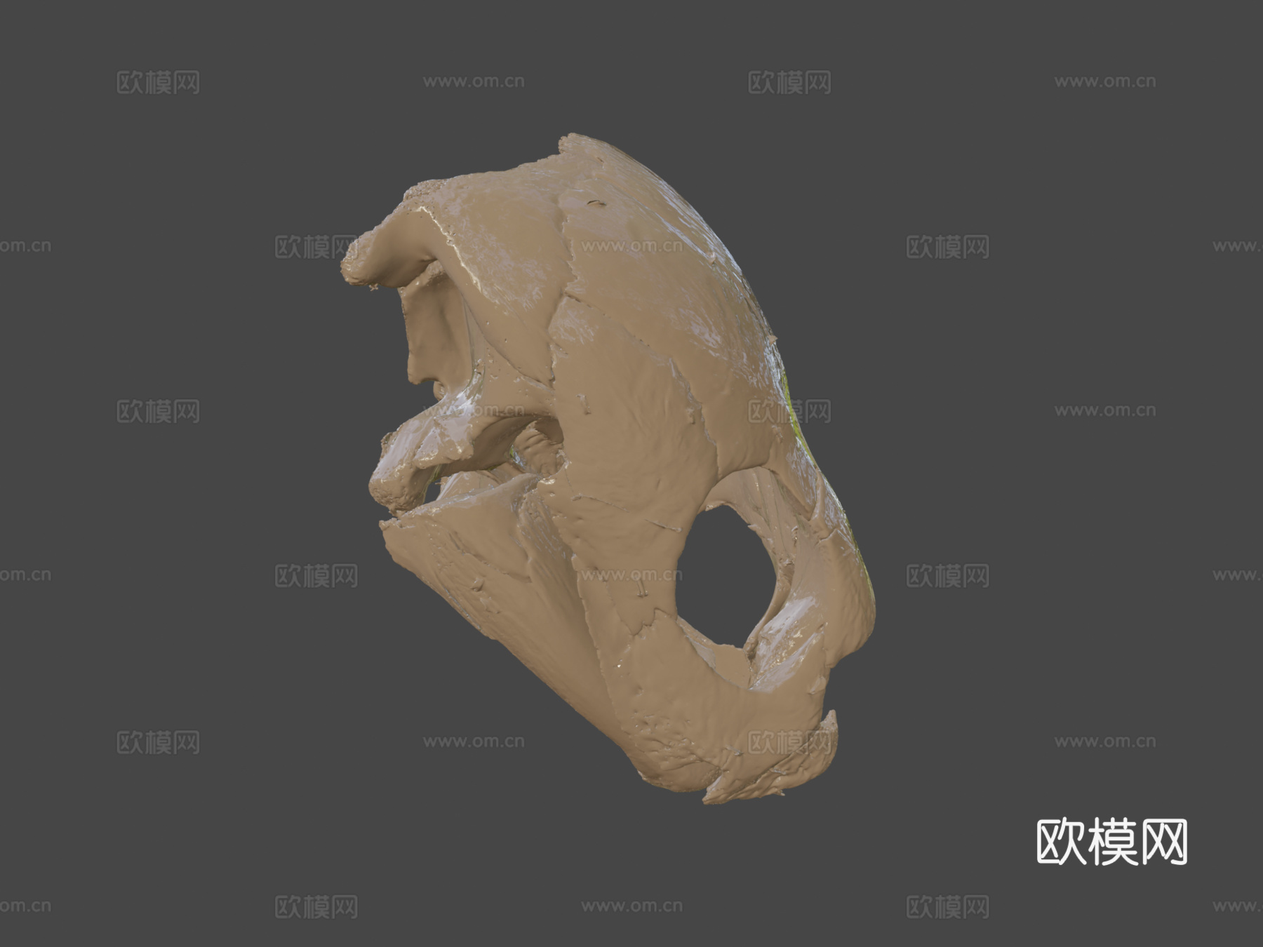 革龟头骨3d模型