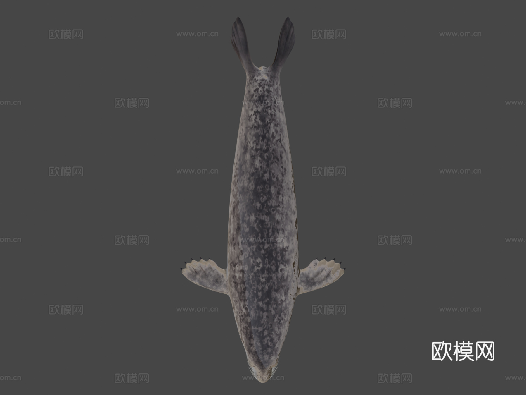 港海豹(斑海豹)3d模型