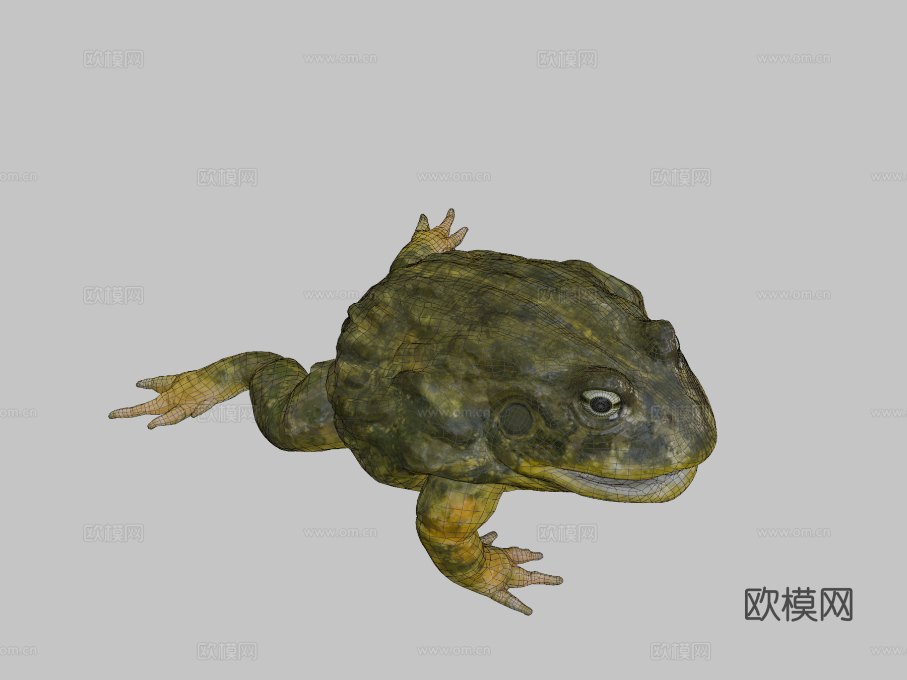 非洲牛蛙3d模型