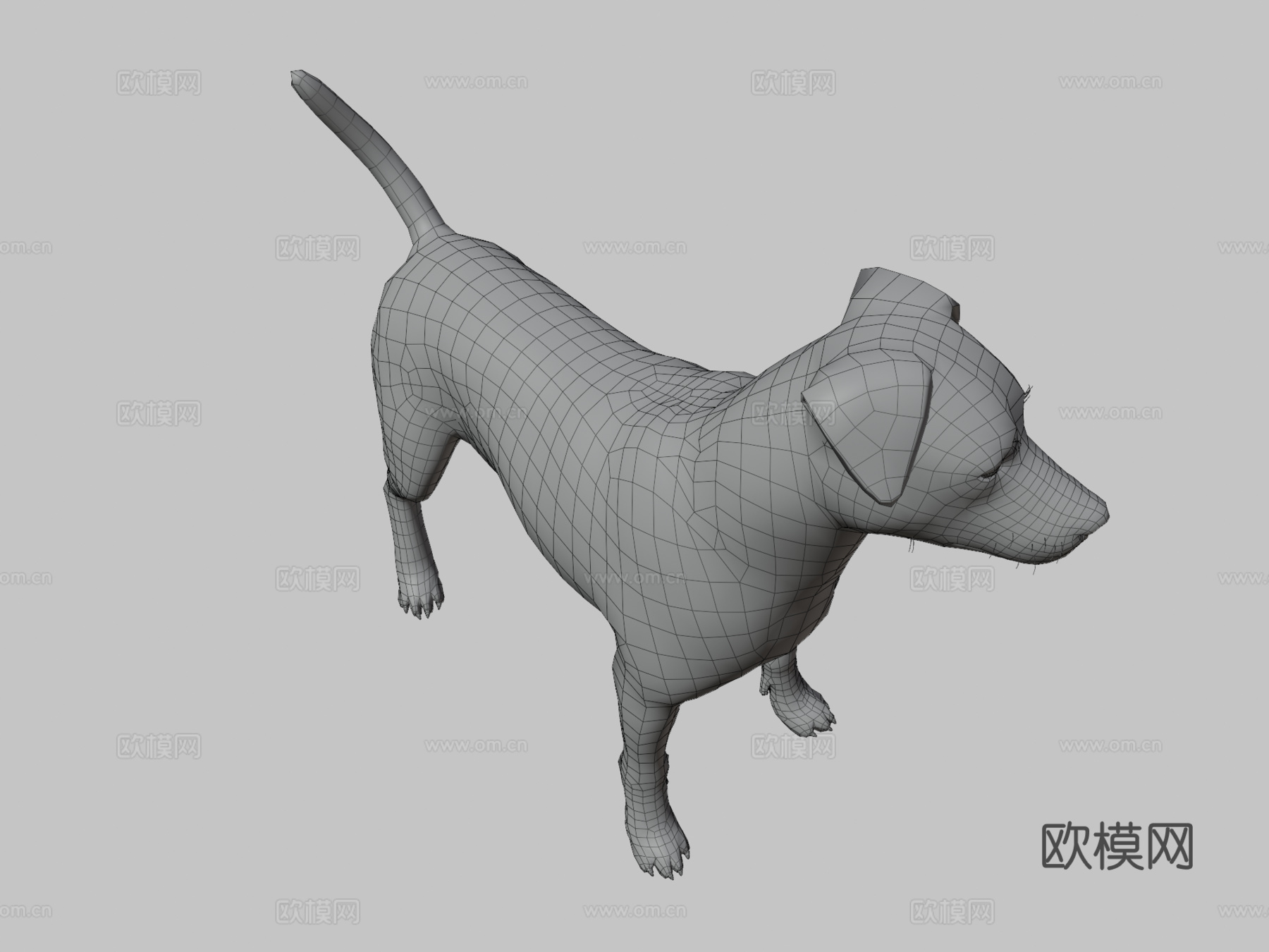 杰克罗素梗3d模型