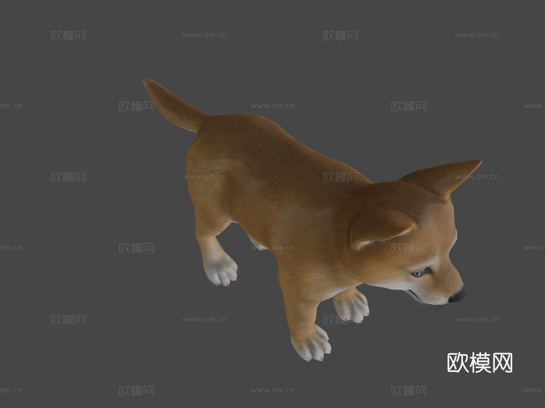 小狗-柴犬3d模型