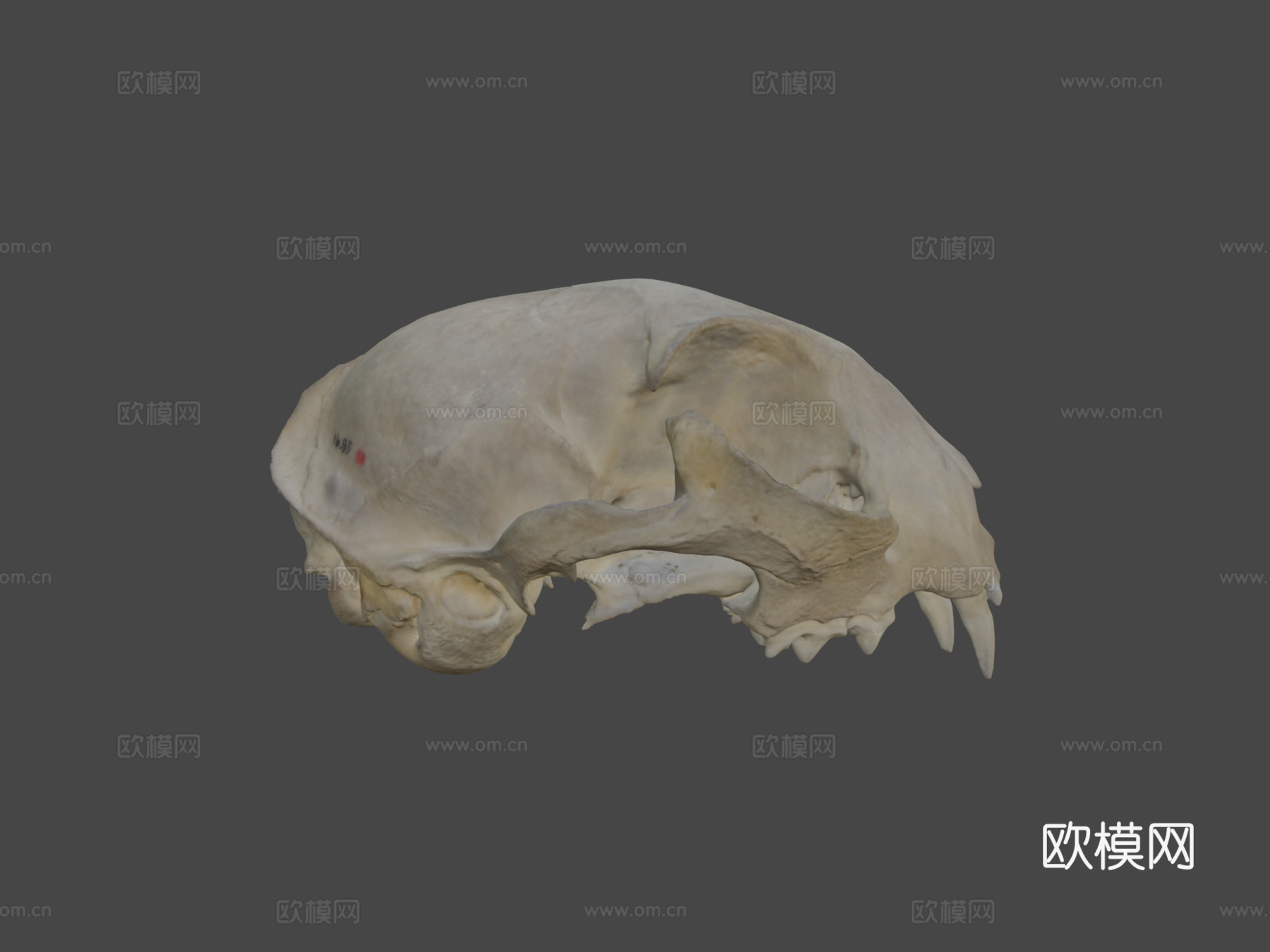 山猫头骨3d模型