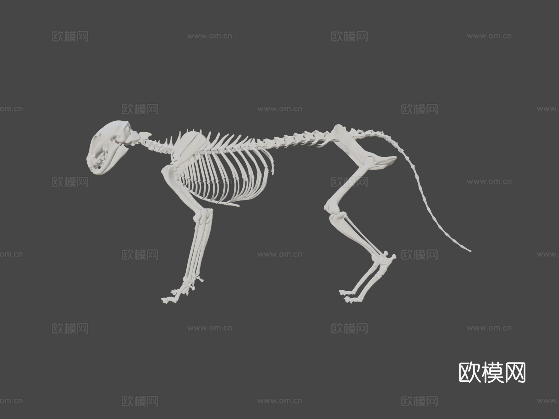 猫骨架3D模型3d模型