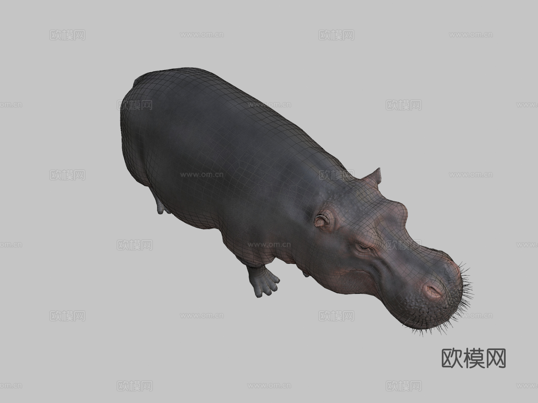 河马3d模型