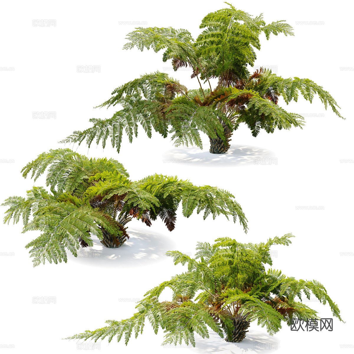 蕨类植物3d模型