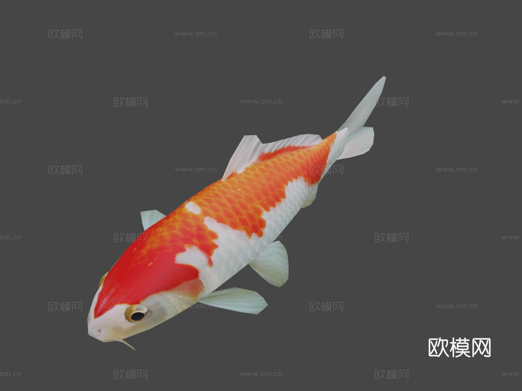 锦鲤3d模型