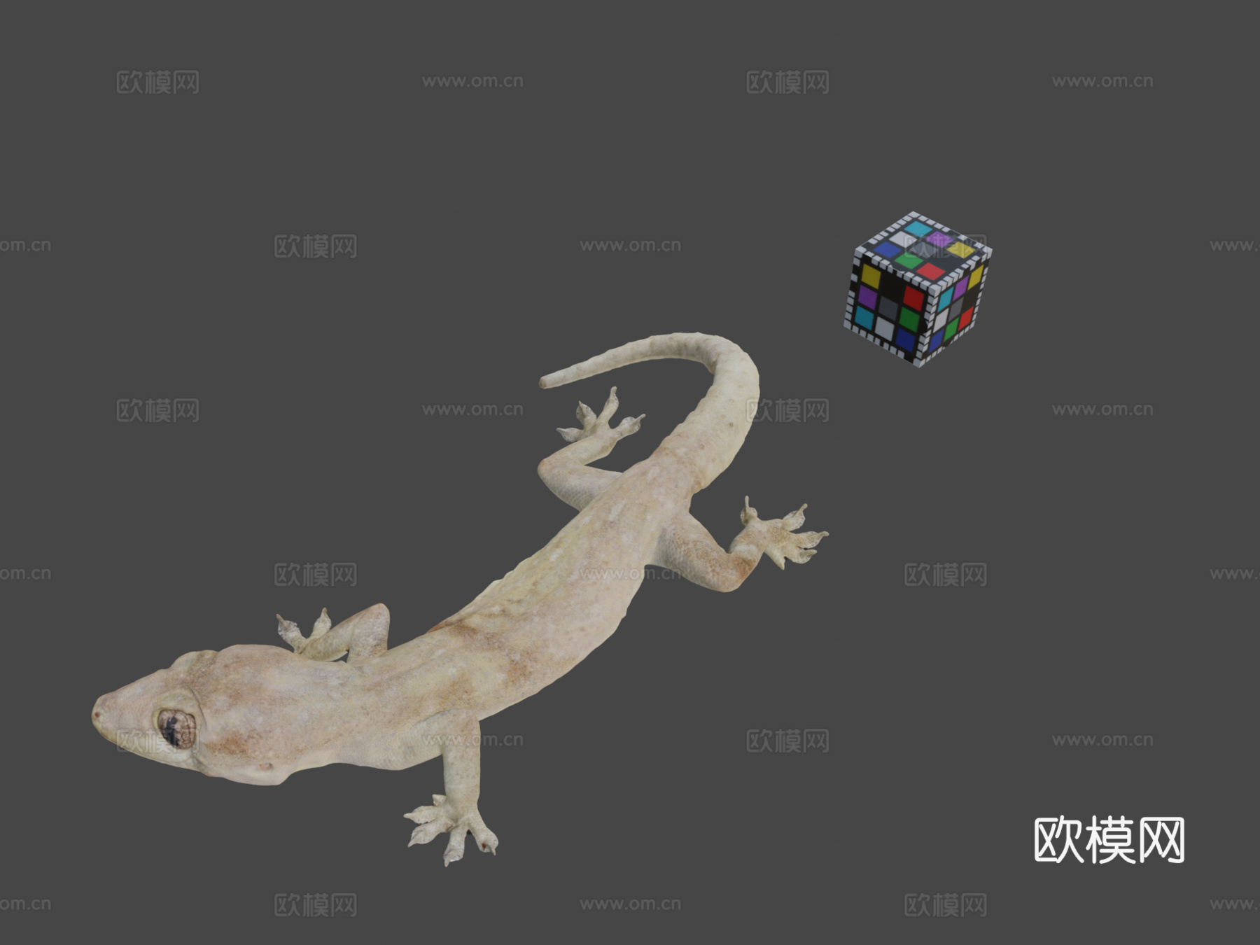 CC0家壁虎?3d模型