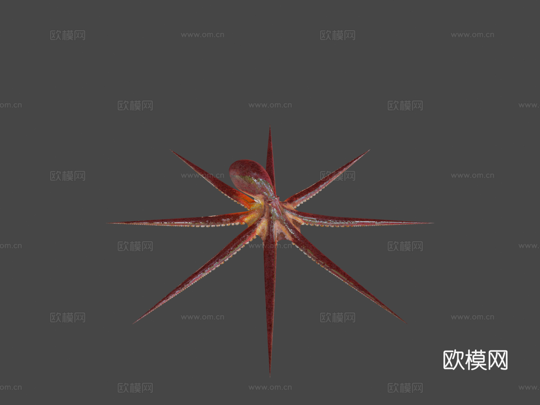 太平洋章鱼动画3d模型