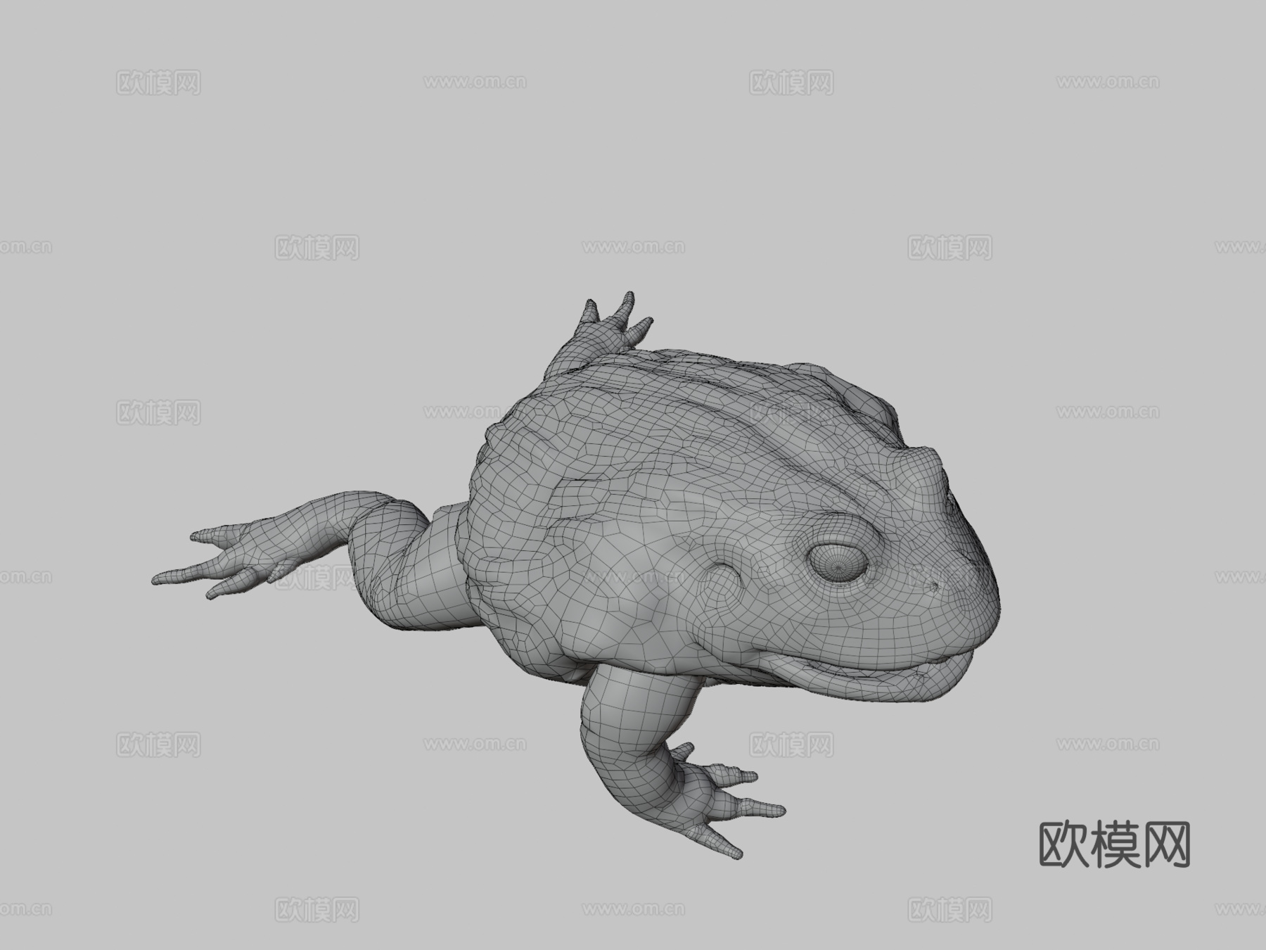 非洲牛蛙3d模型
