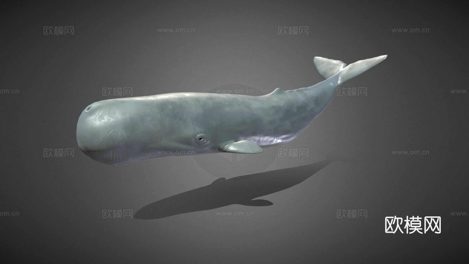 抹香鲸3d模型