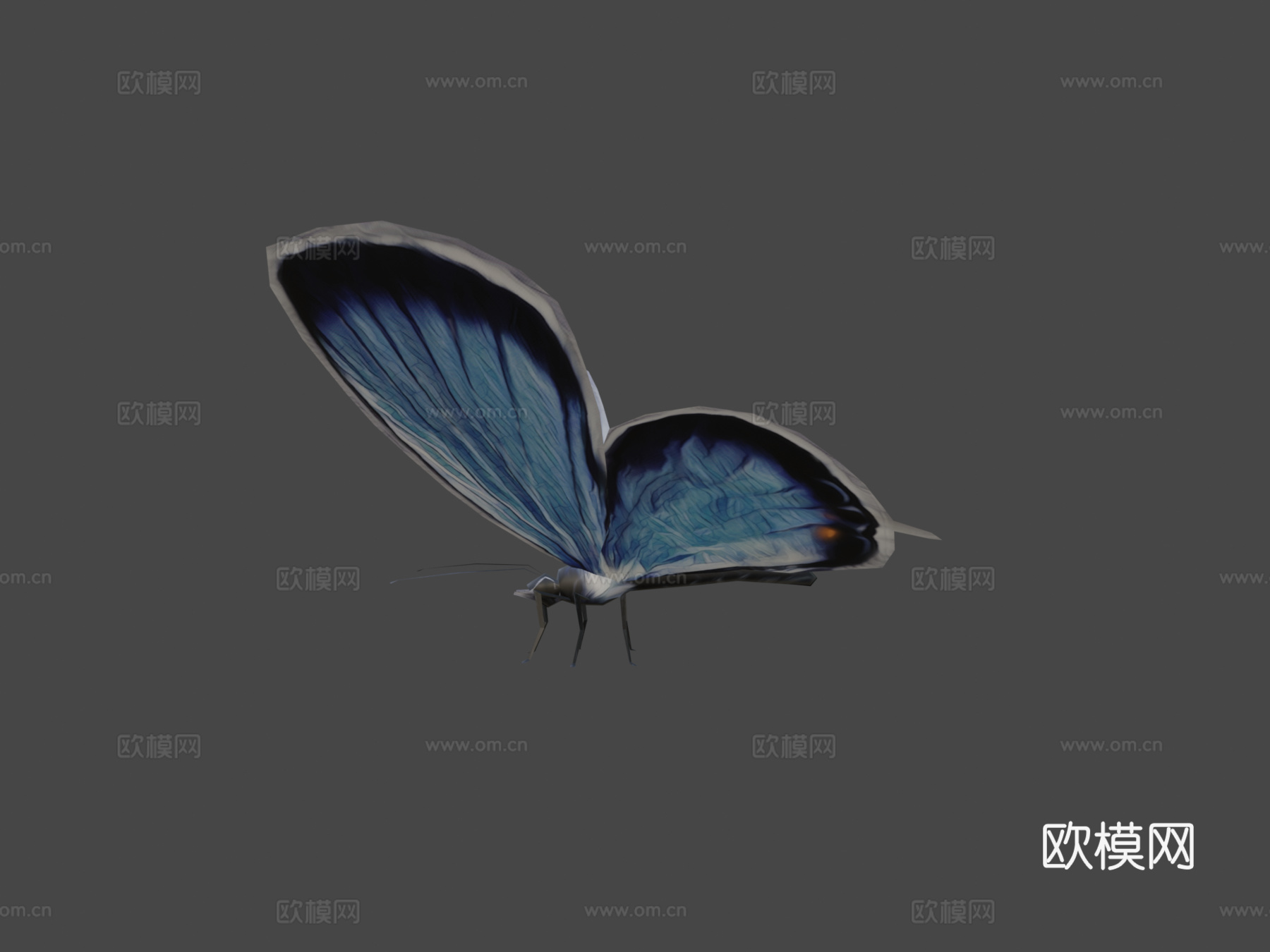 东方尾蓝蝶3d模型