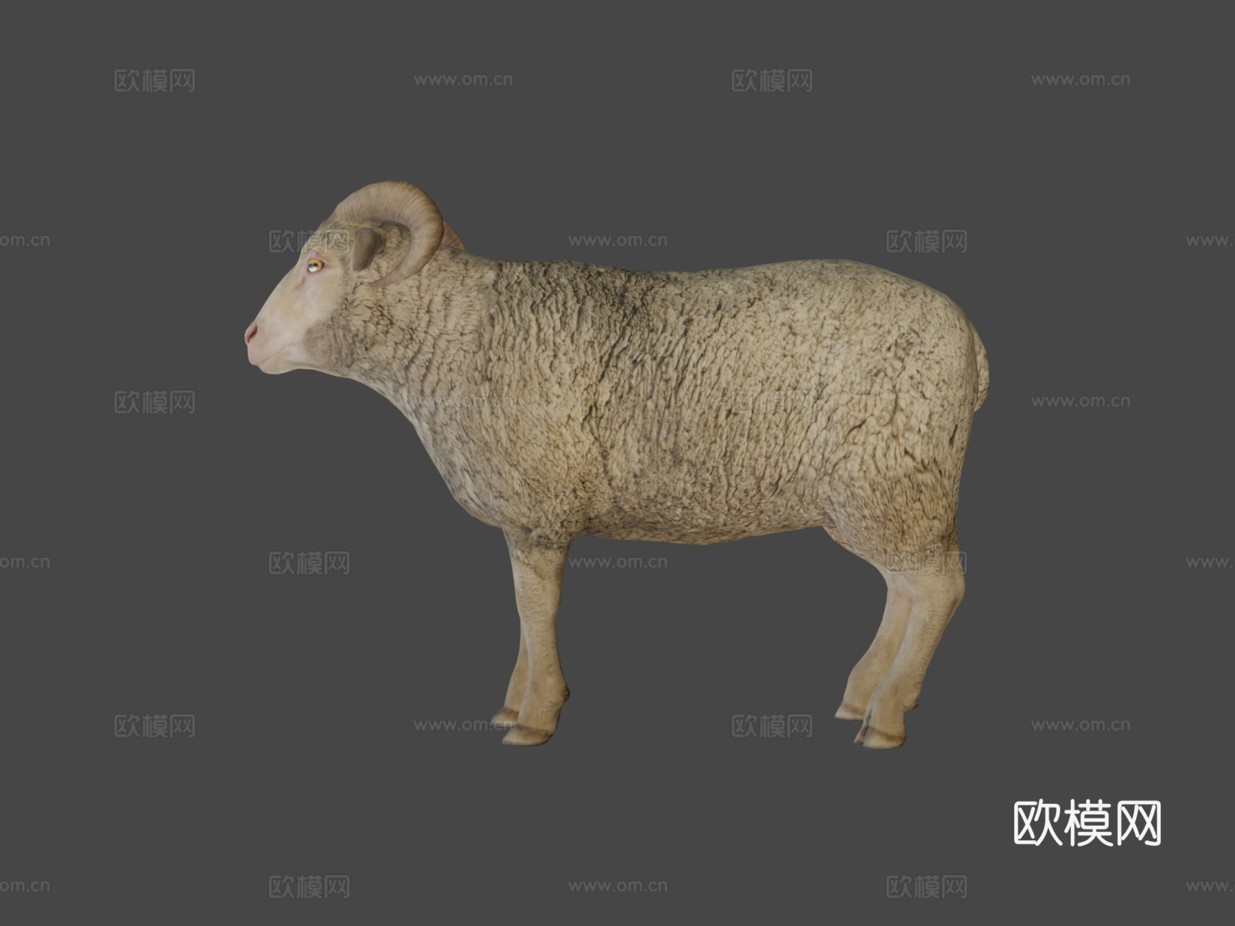 公羊动画3d模型