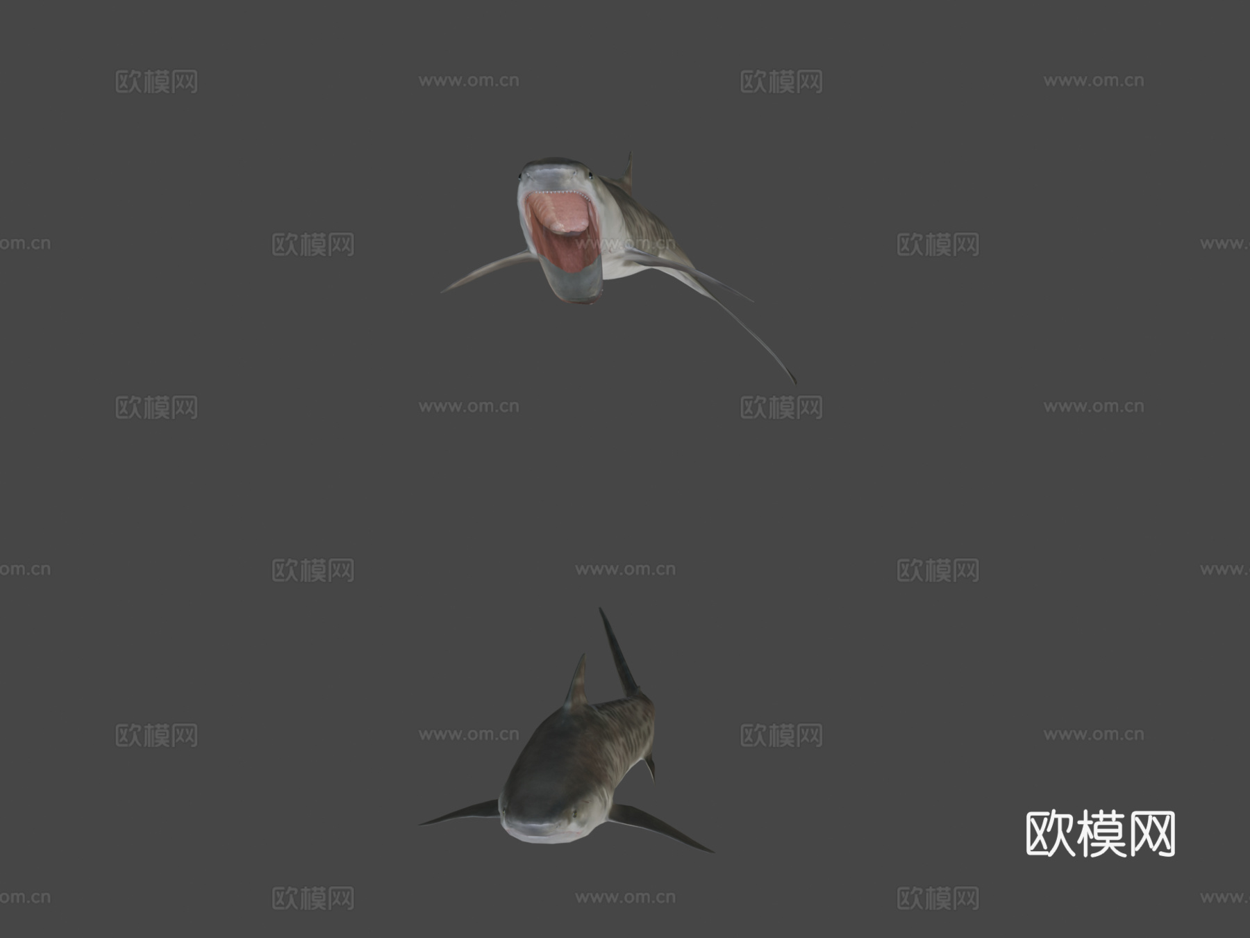 虎鲨-游戏就绪版3d模型