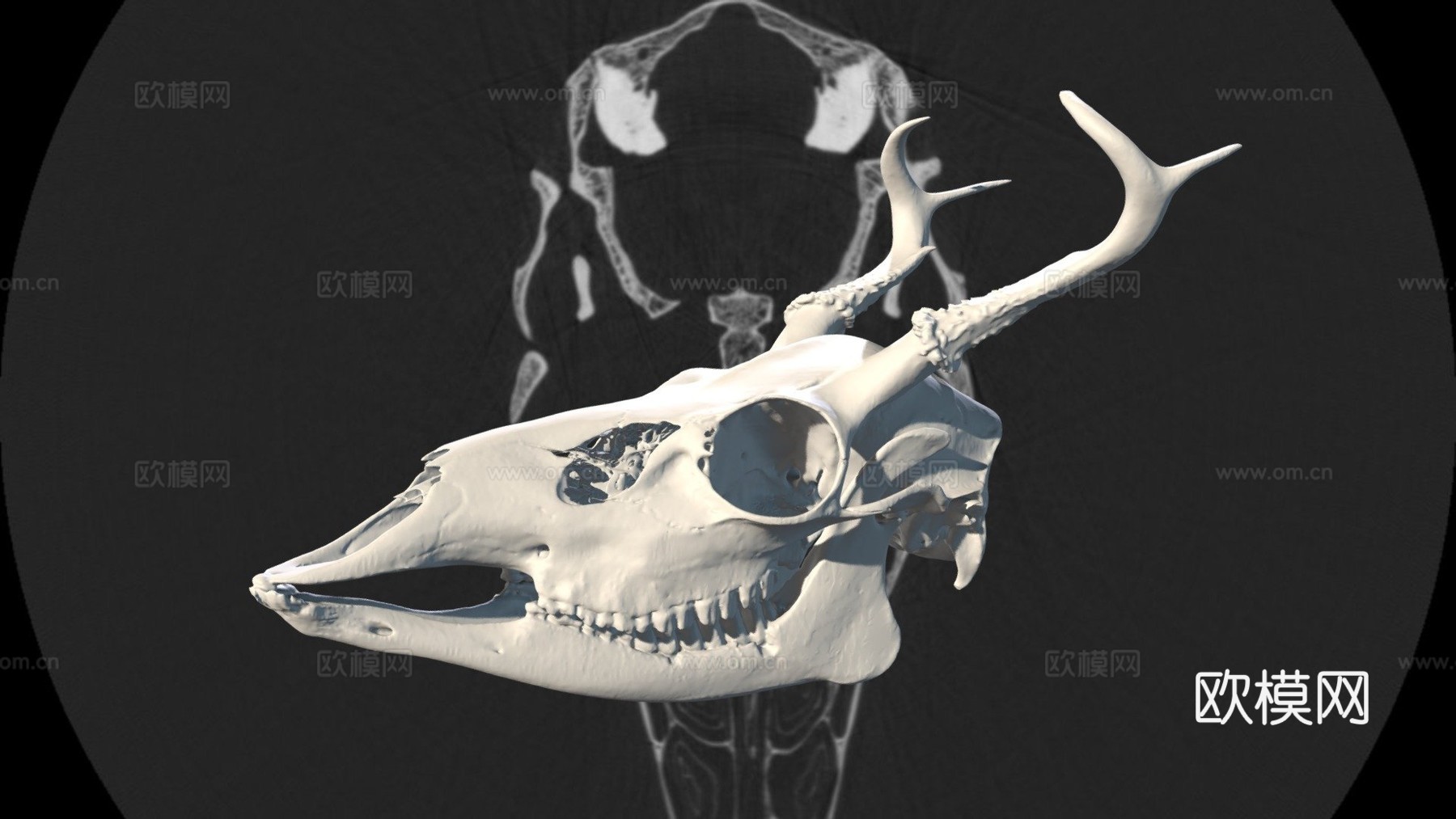 白尾鹿3d模型