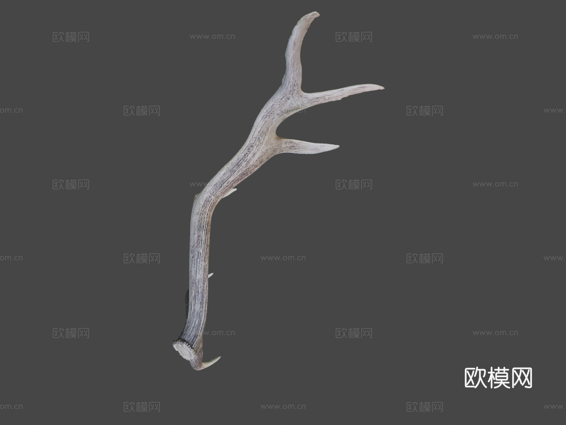 第235天-巨大麋鹿角-每日一扫描3d模型