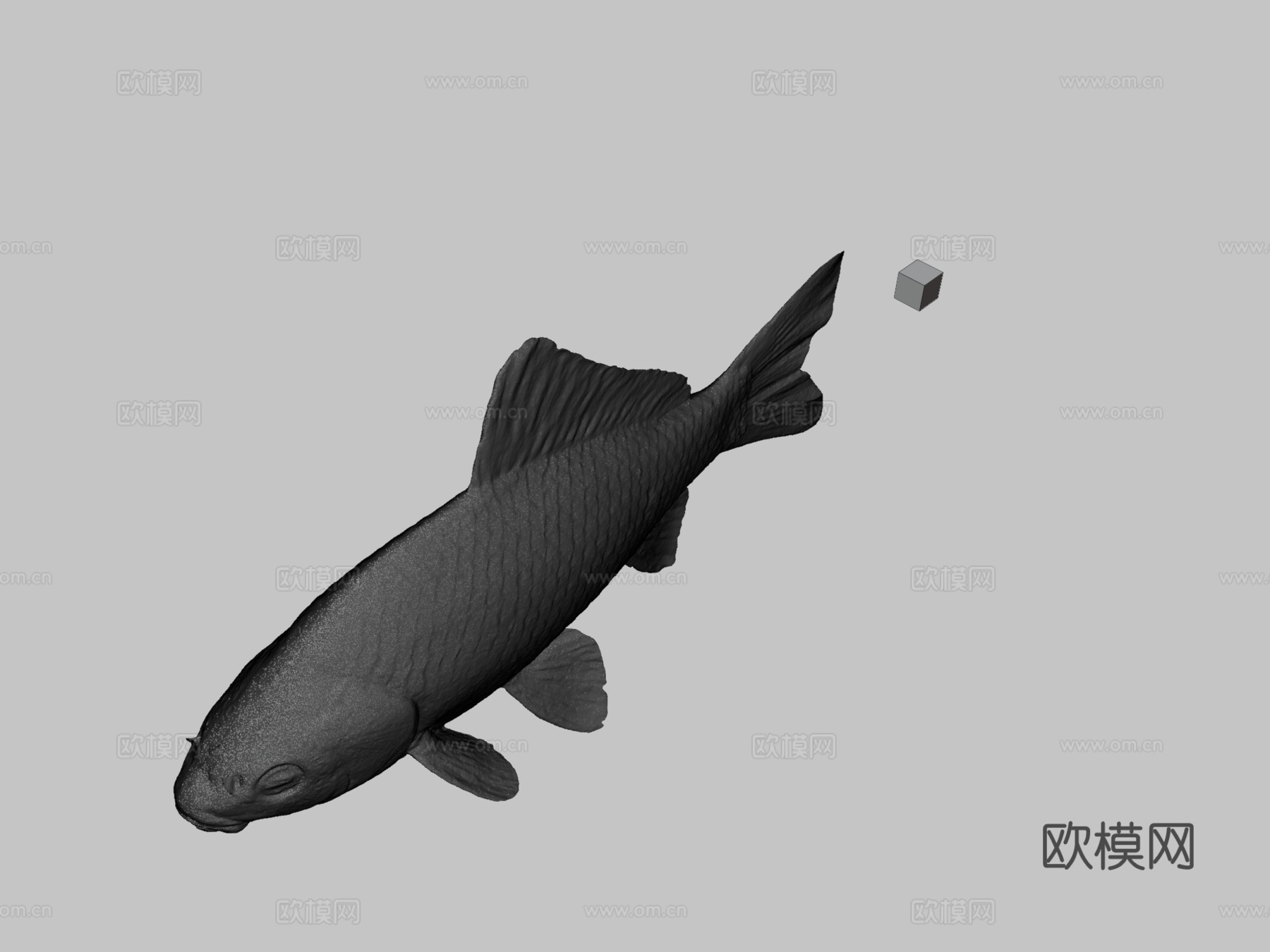 CC0银鲫鱼?鲫鱼，银鲫亚种3d模型