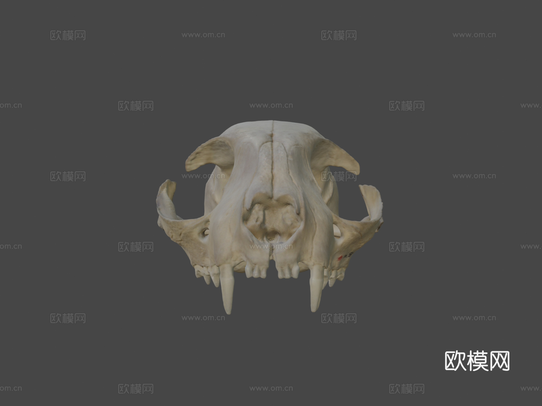 山猫头骨3d模型