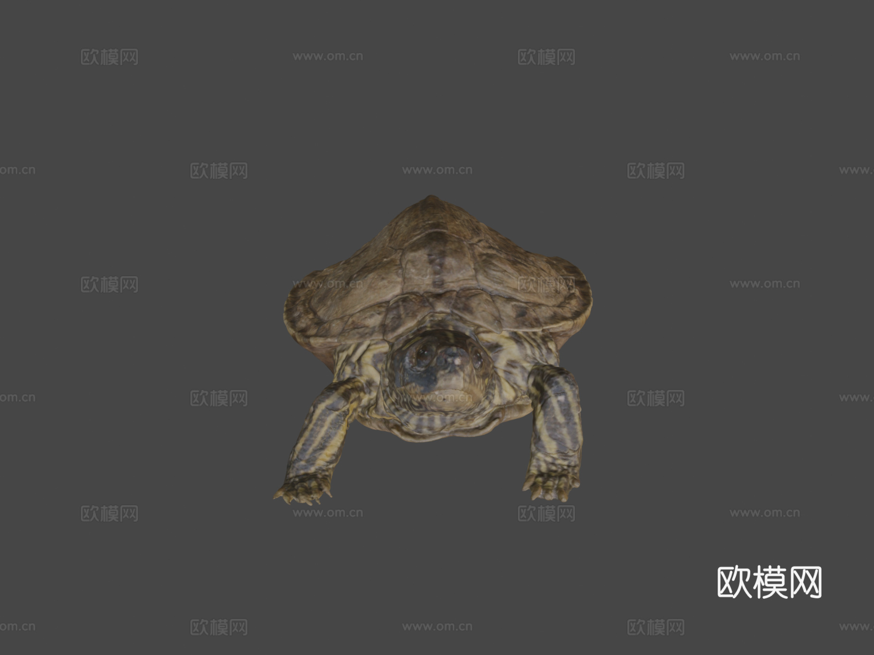 地图龟3d模型