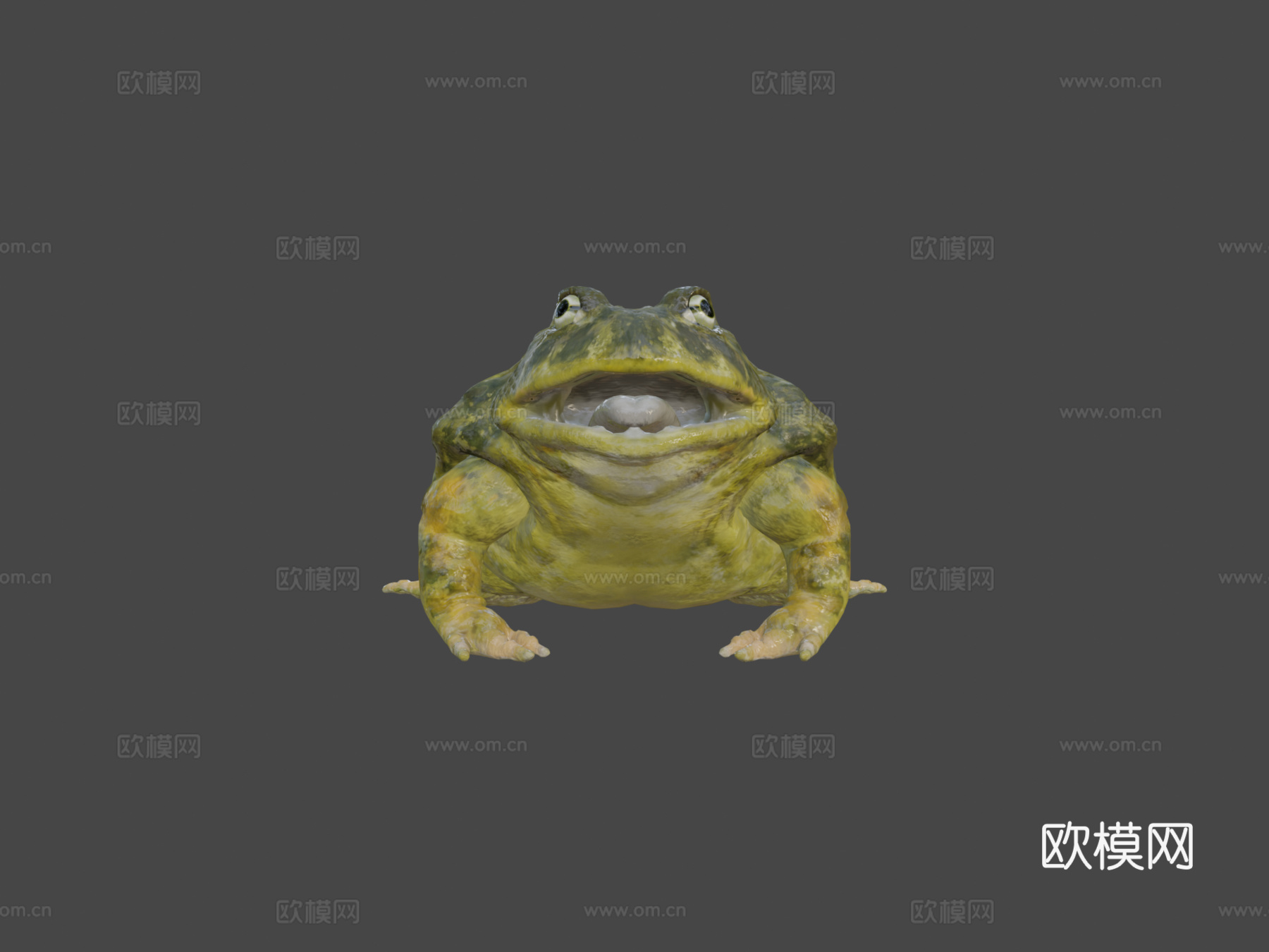 非洲牛蛙3d模型