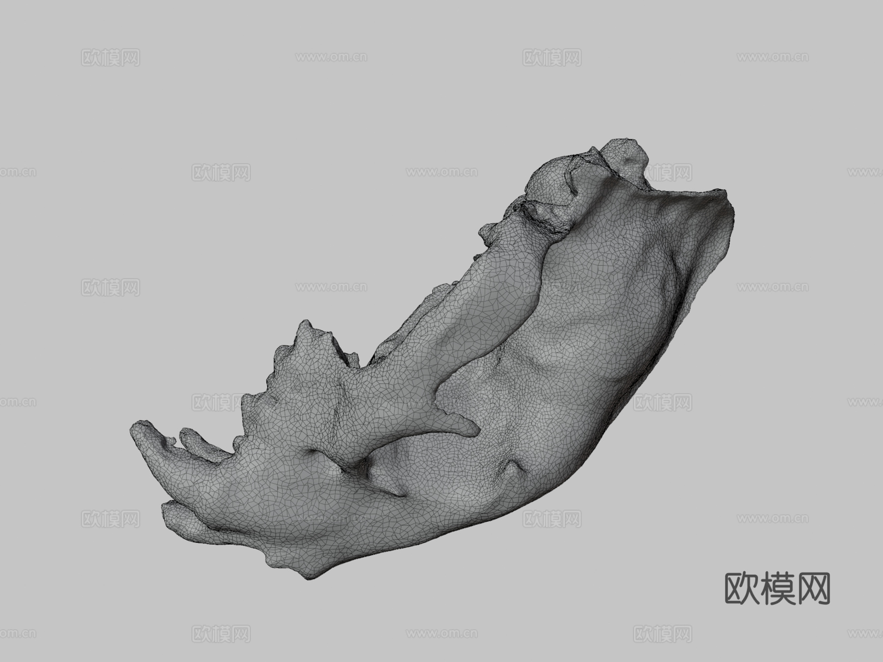 D模型美洲豹头骨3d模型