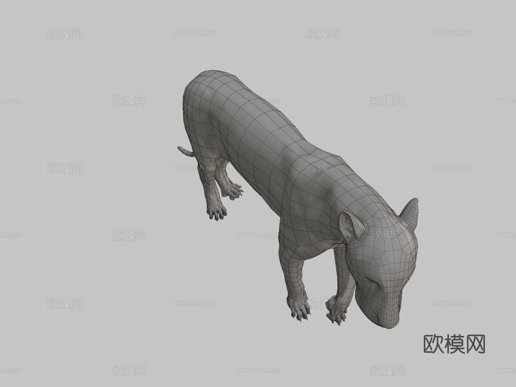 狮子解剖研究3d模型