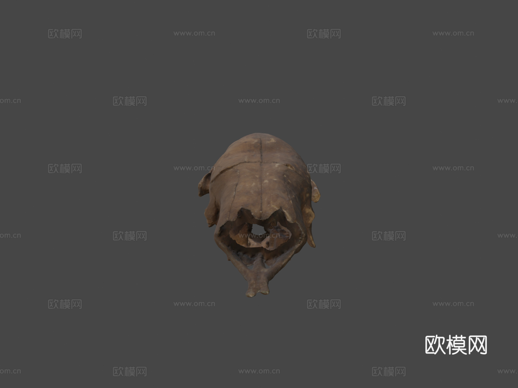 沙斯塔地懒3d模型