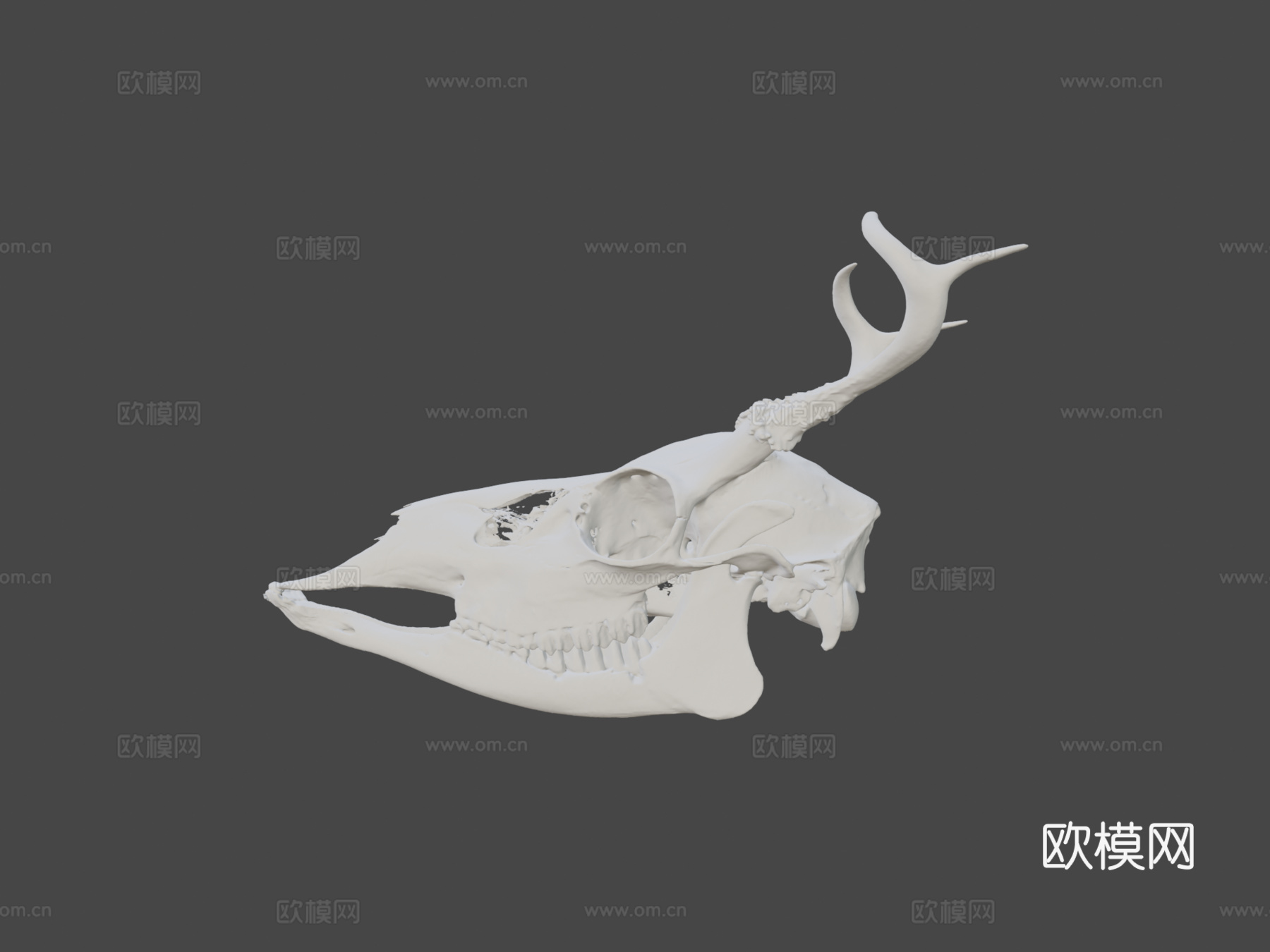 白尾鹿3d模型