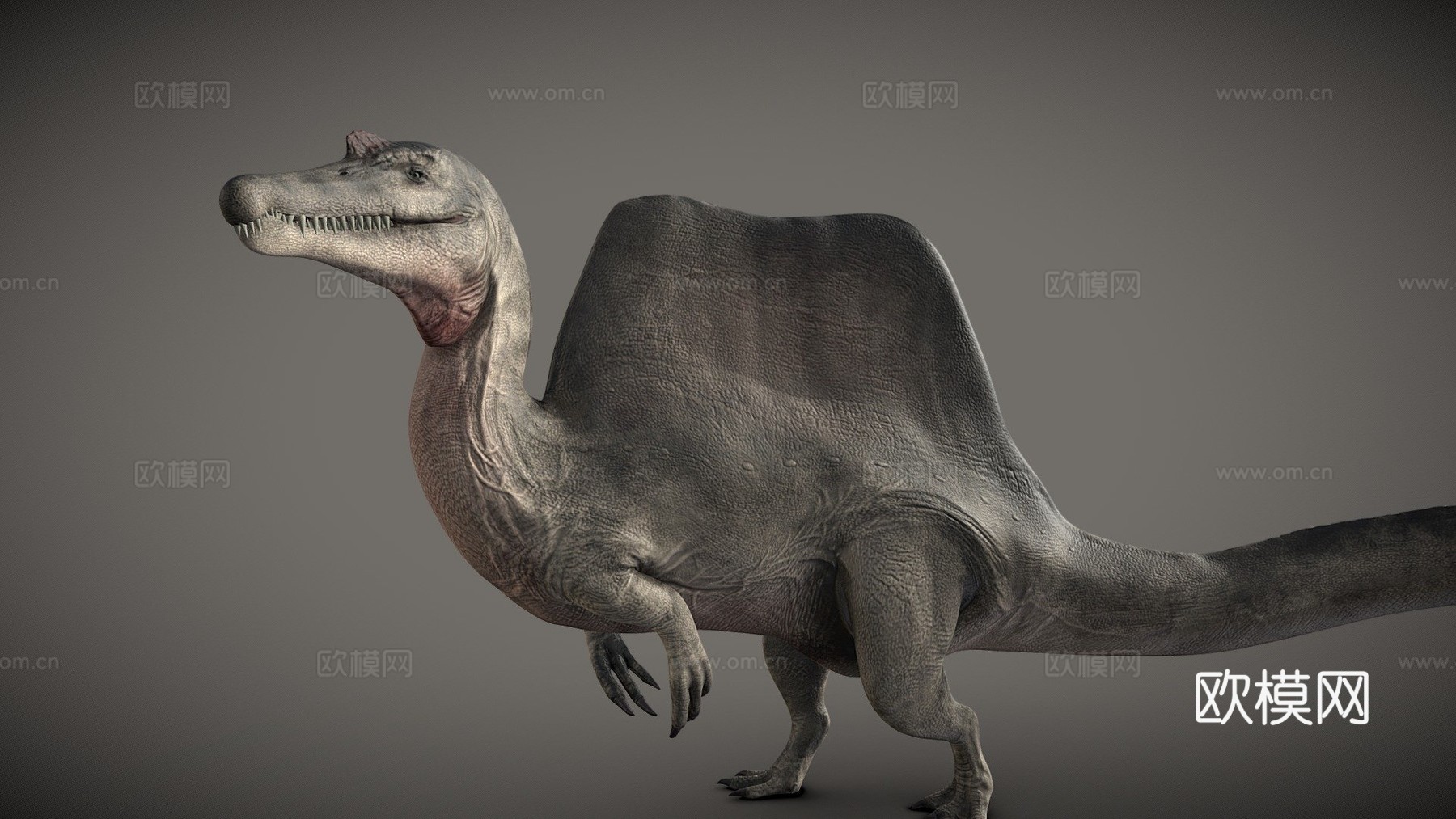 埃及棘龙3d模型